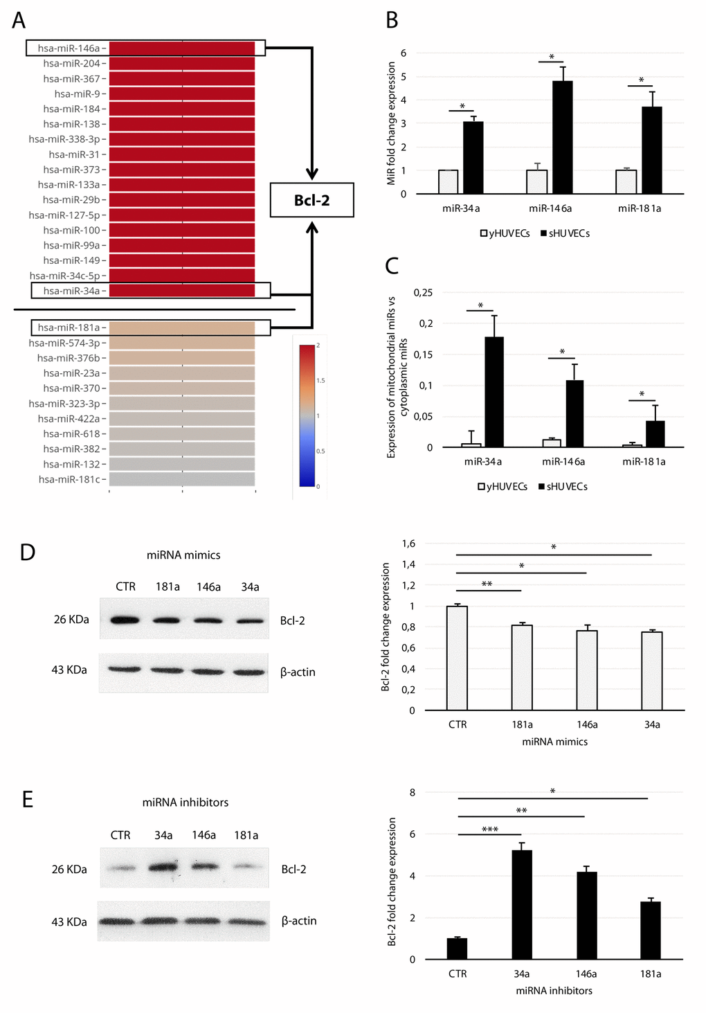 Analysis of miR-34a, -146a, and -181a in sHUVECs and their effect on Bcl-2 expression. (A) Heatmap showing the expression of selected miRNAs in sHUVECs compared to yHUVECs. Expression level of each miRNA is depicted according to the color scale. Adapted from Olivieri et al. [26]. (B) Fold increase of miR-34a, -146a, and -181a in senescent and young HUVECs. (C) Ratio of miR-34a, -146a, and -181a expression in the isolated mitochondrial fraction to the cytoplasmic fraction in yHUVECs and sHUVECs. (D) Western blot and densitometric analysis of Bcl-2 expression in yHUVECs transfected with miRNA mimics (miR-34a, miR-146a, and miR-181a) and negative miRNA mimic control (CTR). (E) Western blot and densitometric analysis of Bcl-2 expression in sHUVECs transfected with miRNA inhibitors (miR-34a, miR-146a, and miR-181a) and negative miRNA inhibitor control (CTR). Protein expression values are reported as Bcl-2 fold change in sHUVECs vs yHUVECs. Data are normalized to β-actin protein expression. Data are mean ± SD of three independent experiments. * t-test p 