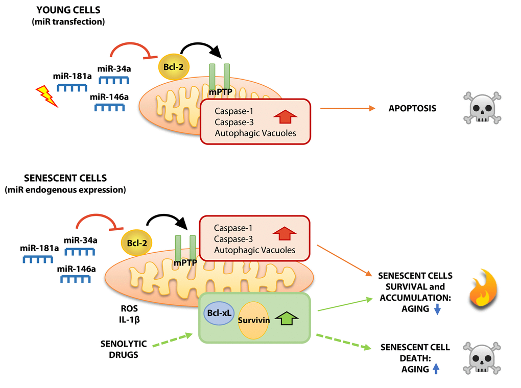 Proposed model showing differential effects of mitoR-34a, -146a and -181a on young and senescent HUVECs. Acute expression of mitomiRs in yHUVECs negatively modulates Bcl-2 expression, induces mPTP opening, caspase-1 and caspase-3 activation and autophagy. These biochemical and functional changes can be responsible of the pro-apoptotic effect exerted by mitomiRs. Conversely, although the progressive expression of miR-34a, miR-146a and miR-181a in sHUVECs during replicative senescence exerts biochemical changes similar to yHUVECs, they are more resistant to apoptosis, maybe due to the over-expression of other anti-apoptotic proteins (SCAPSs, i.e. Survivin and Bcl-xL) thus producing high amount of ROS and accumulating AVs. Overall, dysfunctional cells accumulate during aging, exerting detrimental effects on nearby cells and promoting inflammation. Senolytic drugs, by reducing over-expressed SCAPs, can ultimately kill dysfunctional sHUVECs.