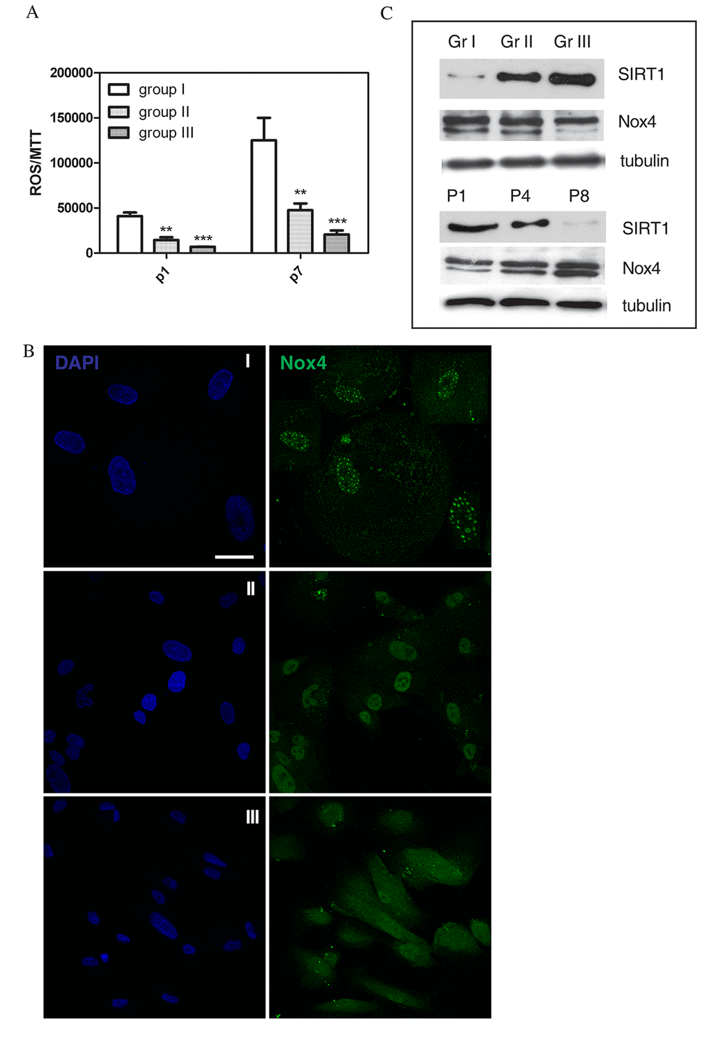 ROS levels and ROS modulating proteins in AFSC groups. (A) Representative graph showing fluorescence, obtained with ROS probe (DCFH-DA), normalized to MTT viability values of hAFSCs samples at 1st and 7th culture passage. ***P B) Representative images showing DAPI (blue) and Nox4 (green) signals of the three different hAFSCs groups. Scale bar= 10 µm. (C) Representative images of Western blot analysis of AFSC samples, group I, II and III (Gr I-Gr III, faster to slower senescent cells) at passage 4, or group II at passage 1, 4 and 8 (P1-P8), revealed with anti-Sirt1 and anti-Nox4 antibody. Tubulin detection was performed as a loading control. Data are representative of three independent experiments.