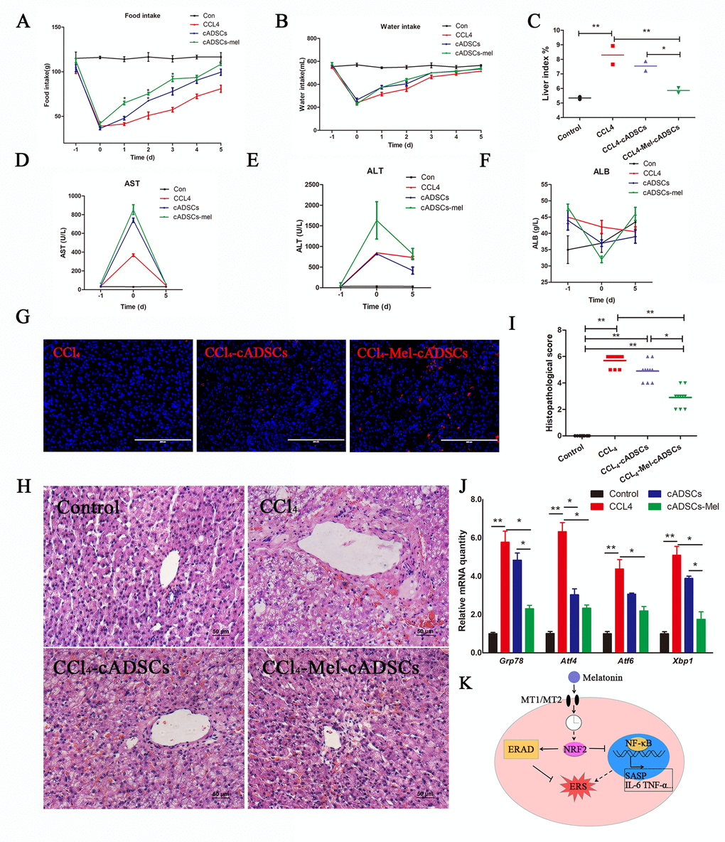 Melatonin pretreatment increases the survival rate and curative effect of cADMSCs transplantation. (A) Food intake, (B) water intake, and (C) liver index of experimental dogs. (D-F) Effect of CCl4 injection and cADMSCs transplantation on blood AST (D), ALT (E) and ALB (F). (G) Frozen liver sections obtained 5 days after cADMSCs transplantation. Bar = 200 μm (H) HE staining of liver sections from CCl4-injected dogs 5 days after cADMSCs transplantation. Bar = 50 μm. (I) Histopathological scores of HE-stained canine liver sections. (J) Effects of CCl4 injection and cADMSCs transplantation on the levels of ERS-related transcripts in canine liver. (K) Proposed model of melatonin inhibition of ERS. According to this model, melatonin binding to MT1/MT2 receptor results in activation of NRF2 which then activates ERAD and inhibits NF-κB signaling, overall resulting in inhibition of ERS. A dotted line indicates information obtained from other studies.