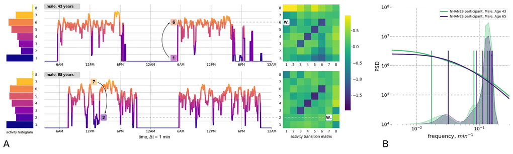 Quantitative description of human locomotor activity tracks. (A) Individuals with the same daily average level of activity can yet differ by their chronological age, health status and activity distribution during the day. Representative 2-day long locomotor activity tracks of two NHANES 2003−2006 cohort participants aged 43 (upper) and 65 (lower) illustrate how movement patterns can be visually different while having the same level of daily average activity. We quantify individual sample by dividing activity levels into 8 bins (left panel, histograms) and then counting the probabilities Wij of random jumps from each discrete activity state j to every other state i per unit time (right panel, color corresponds to intensity of transitions with respect to the population average). (B) The eigenfrequencies of the Markov chain transition matrices are calculated for same two middle-aged and old individuals and represented by vertical bars (note the difference in the positions of the bars). The distribution of the eigenfrequencies in the relevant age-cohorts of 35-45 y.o. 65-75 y.o. are illustrated by overlaid transparent histograms (the light green and dark blue, respectively). Power Spectral Densities (PSD) reconstructed for Markov chain transition matrices (see Appendix A for details) reproduces the approximately a scale-invariant segment of the true PSD of the signal on time-scales up to tens of minutes. This characteristic shift of the cross-over frequency with age has been reported in numerous studies of human and animal locomotor activity (see text).