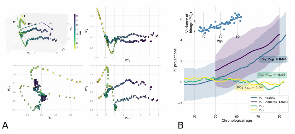 Principle Component Analysis (PCA) reveals low-dimensional aging trajectory. (A) The graphical representation of the PCA for 5−85-year-old NHANES 2003−2006 participants follows a winding aging trajectory. Samples were plotted in the first three PCs in 3D space along with 2D projections. To simplify the visualization, the PC scores are shown for the age-matched averages for men (squares) and women (diamonds) and color-coded by age. The Roman numerals and corresponding arrows illustrate the approximately linear dynamics of PC scores over sequential stages of human life: I) age65. (B) Age-dependence of PCA scores along chronological age for NHANES 2003-2006 cohort aged 35+ is shown by age-cohort average values. Human physiological state dynamics has a low intrinsic dimensionality: only the principal component score, PC1, which corresponds to the largest variance in data, showed a notable correlation with age (Pearson's r = 0.62 for PC1 and r PC1. The inset shows the increase of variance in biological age (PC1) in the age- and sex-matched cohorts along the chronological age.