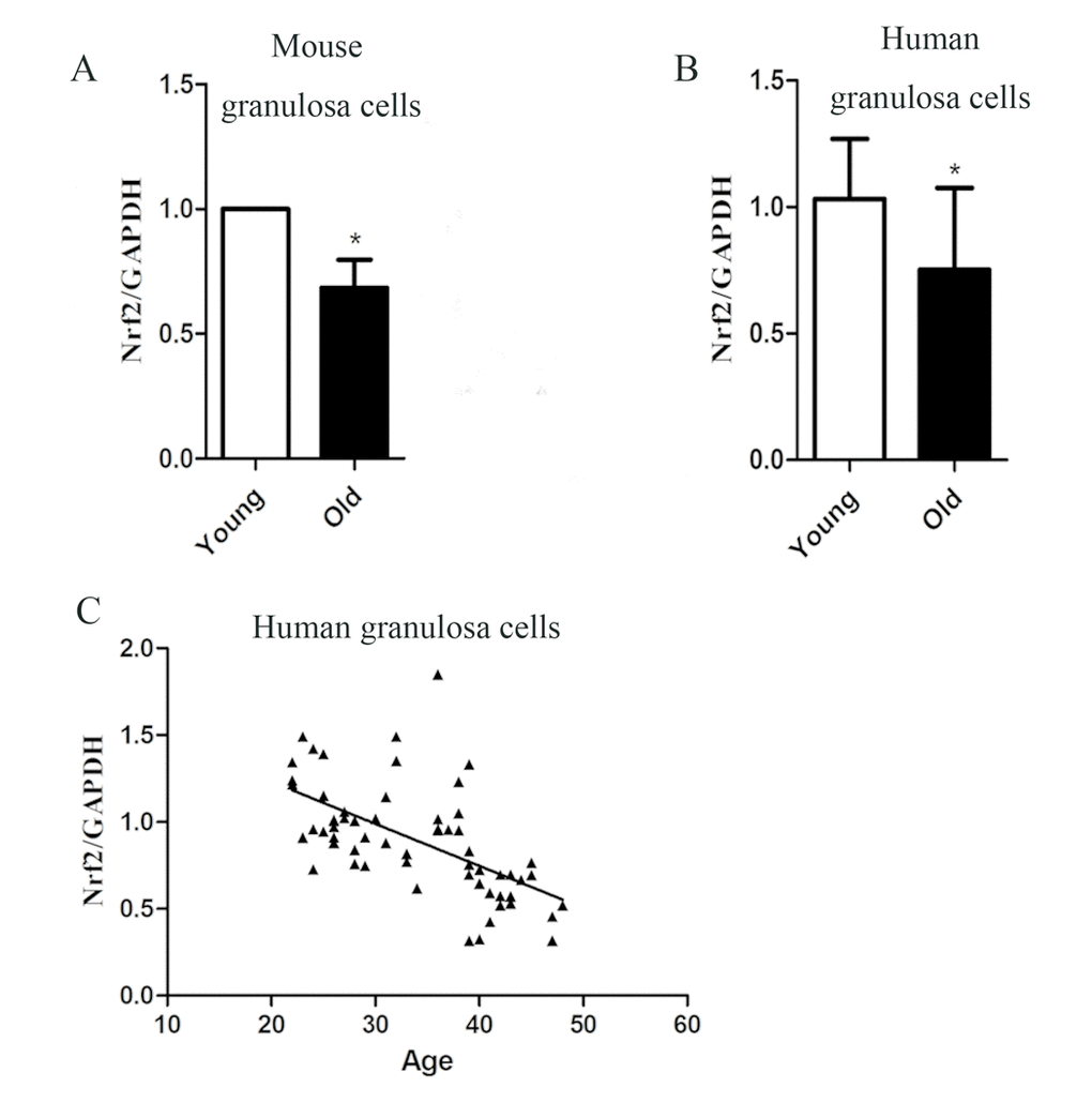 The correlation between Nrf2 and age in granular cells. (A) The relative mRNA levels of Nrf2 were determined by RT-qPCR in control and old granular cells. mRNA levels in control granular cells were set to 1. Data are expressed as the mean ± SD. (B) The relative mRNA level of Nrf2 was determined by RT-qPCR in young (22-35 years) and old (36-49 years) ovarian granular cells. Data are expressed as the mean ± SD, *PC) Analysis of correlation between Nrf2 expression and age in human ovarian granular cells. R=-0.5972.