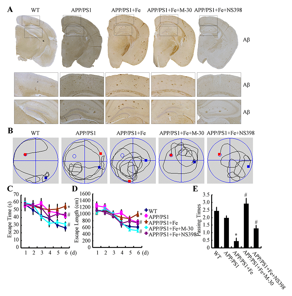 Fe accelerated cognitive decline in APP/PS1 Tg mice by enhancing the aggregation and deposition of Aβ. 3-month-old APP/PS1 Tg mice were treated with Fe (25 mg/ml in water) for 3 months in the absence or presence of M-30 (intranasal administration, 0.5 mg/kg/d) or NS398 (intranasal administration, 1 mg/kg/d) before their learning abilities were evaluated (n=6). (A) The immunoreactivity of Aβ was determined by immunohistochemistry with an anti-Aβ antibody. These images are representative of 6 independent mouse experiments, all of which produced similar results. (B-D) In the hidden-platform tests, Fe-treated APP/PS1 Tg mice showed the longest latency and escape path lengths, whereas those in the M-30 and NS398 treatment groups showed clear decreases in escape latency and path length. (E) In the probe trial, the mice in the Fe-treated APP/PS1 group had the fewest times passing through the platform’s former location, and the M-30- or NS398-treated mice showed partially reversed effects of APP/PS1 damage and improved cognition and memory. *p compared with APP/PS1 controls. # p with respect to the Fe-treated APP/PS1 mice alone.