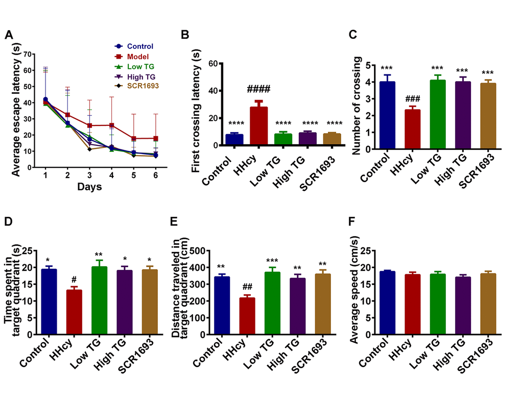 TG treatment improved Hcy-induced learning and spatial memory impairments. Sixty male SD rats were divided into 5 groups as Control, Homocysteine only (HHcy), Low TG treatment (Low TG), High TG treatment (High TG) and Positive Control (SCR1693) groups. The rats were subjected to 3 trials per day to find the hidden platform in the Morris Water Maze (MWM) and the memory and learning abilities of the animals were tested for 60s on the seventh day. (A) Escape latency to find the hidden platform in MWM for the six training days. (B) First crossing latency and (C) mean number of crossing the position of the hidden platform on the test day. (D) Time spent and (E) distance traveled in the target quadrant on the test day. (F) Average speed during the 60s of the test. HHcy rats showed impaired spatial learning and memory and treatment with either low or high TG rescued these impairments. The data were expressed as mean ± SEM (n = 12). # P 