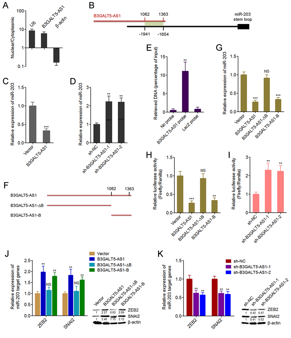 B3GALT5-AS1 bound to the promoter of miR-203 and repressed the expression of miR-203. (A) The subcellular distribution of B3GALT5-AS1 in the cytoplasmic and nuclear fractions of HCT116 cells was evaluated using cytoplasmic and nuclear RNA isolation followed by qRT-PCR.β-actin and U6 were used as cytoplasmic and nuclear controls, respectively. (B) Schematic outline of the predicted interaction sites between B3GALT5-AS1 and the promoter of miR-203. (C) The expression of miR-203 in B3GALT5-AS1 stably overexpressed and control HCT116 cells was detected using qRT-PCR. (D) The expression of miR-203 in B3GALT5-AS1 stably depleted and control SW620 cells was detected using qRT-PCR. (E) ChIRP assays in HCT116 cells were carried out with anti-sense probe sets specific for B3GALT5-AS1 or LacZ (negative control). The enriched DNA was measured using qRT-PCR with specific primers against miR-203 promoter. (F) Schematic outline of the constructed different depletion transcripts of B3GALT5-AS1. (G) After transient transfections of the different B3GALT5-AS1 expressing plasmids into HCT116 cells, miR-203 expression was measured using qRT-PCR. (H) After transient co-transfection of the firefly luciferase reporter containing the promoter of miR-203, renilla luciferase expression plasmid pRL-TK, and the different B3GALT5-AS1 expression plasmids into HCT116 cells, luciferase activities were detected using dual luciferase reporter assays. Results are displayed as the relative ratio of firefly luciferase activity to renilla luciferase activity. (I) After transient co-transfection of the firefly luciferase reporter containing the promoter of miR-203 and pRL-TK into B3GALT5-AS1 stably depleted and control SW620 cells, luciferase activities were measured by dual luciferase reporter assays. Results are shown as the relative ratio of firefly luciferase activity to renilla luciferase activity. (J) After transient transfections of the different B3GALT5-AS1 expressing plasmids into HCT116 cells, the expression of ZEB2 and SNAI2 was detected using qRT-PCR and western blot. (K) The expression of ZEB2 and SNAI2 in B3GALT5-AS1 stably depleted and control SW620 cells was detected using qRT-PCR and western blot. Data are displayed as mean ± s.d. of three independent experiments. **P P t-test