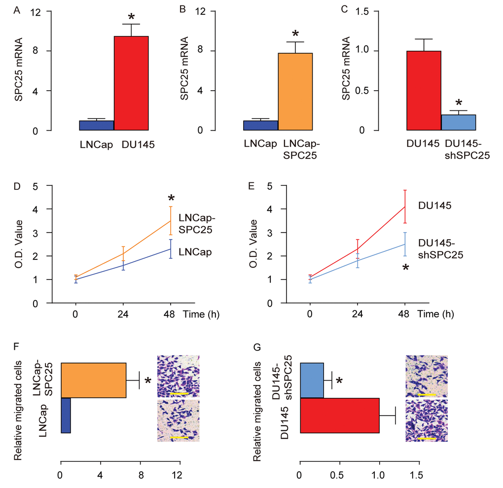 SPC25 promotes PrC cell growth and migration. Two human PrC cell lines (DU145 and LNCap) were used in in vitro studies. (A) RT-qPCR for SPC25 in DU145 and LNCap cells. (B) LNCap cells were transfected with a SPC25-expressing plasmid, and RT-qPCR for SPC25 was done on transfected cells, compared to control. (C) DU145 cells were transfected with a plasmid carrying short hairpin small interfering RNA for SPC25 (shSPC25), and RT-qPCR for SPC25 was done on transfected cells, compared to control. (D-E) MTT assay for transfected LNCap cells (D), and transfected DU145 cells (E). (F-G) Transwell cell migration assay for transfected LNCap cells (F), and transfected DU145 cells (G). *p