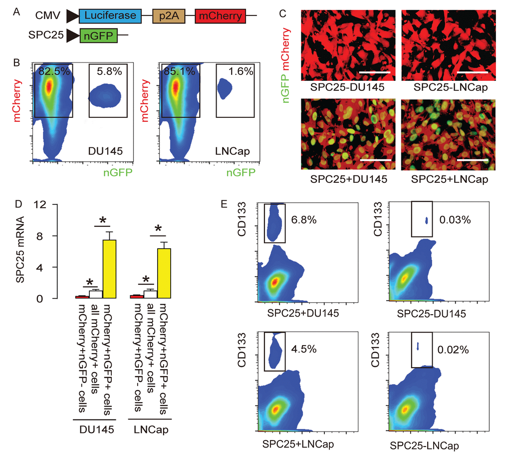 Differentiation of SPC25+ from SPC25- PrC cells with genetic manipulation. (A) The DU145 and LNCap cell lines were transduced with 2 AAVs. The first AAV carries a luciferase and a mCherry fluorescent reporter under the control of a cytomegalovirus (CMV) promotor. The luciferase and mCherry reporters are connected by a p2A sequence to allow co-expression of 2 genes by one promoter with similar efficiency. Transduction of the cells with this AAV makes the cells red fluorescent to be sortable by flow cytometry and traceable in vivo by bioluminescence assay. The second AAV carries a nuclear green fluorescent protein (nGFP) reporter under the control of a SPC25 promoter. Transduction of the cells with this AAV makes the SPC25+ cells green fluorescent in the nuclei to be sortable by flow cytometry. Co-transduction of the cells with these 2 AAVs resulted in two populations of interest. Population 1, red fluorescent (expressing mCherry but not nGFP) cells represent SPC25- cells. Population 2, yellow fluorescent (expressing both mCherry and nGFP) cells represent SPC25+ cells. (B) The flow cytometry analysis on infected DU145 and LNCap cells. (C) The purified transduced cells were examined for fluorescence in culture. (D) RT-qPCR for SPC25 in different cell fractions. (E) Flow cytometry for CD133 in SPC25+ and SPC25- fractions. *p