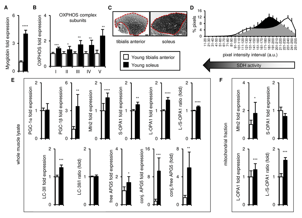 In young mice, the soleus is more oxidative than the tibialis anterior, and expresses higher levels of mitochondrial biogenesis, fission/fusion and autophagy markers. Markers of oxidative metabolism, mitochondrial biogenesis, fission/fusion and autophagy were evaluated in tibialis anterior and soleus muscles from young (3 mo) mice. (A-B) Myoglobin and representative electron transport chain enzymes (OXPHOS) in whole muscle lysates were assessed by Western blotting and normalized to Ponceau-stained total protein (see Figure S1). The mean plus standard deviation of 3 technical replicates of lysates from 5 mice/group is shown. (C-D) Succinate dehydrogenase (SDH i.e. OXPHOS Complex II) activity was assessed by histochemical staining. Representative images are shown (C; tibialis anterior scale bar = 400 µm, soleus scale bar = 200 µm) and the SDH activity of the entire muscle sections (indicated by the red dotted lines i.e. the EDL and gastrocnemius were excluded) was evaluated by assessing pixel intensities (D; mean plus standard deviation of 3 mice/group, 2 sections per mouse). (E) PGC-1α, PGC-1β, Mfn2, short (S)- and long (L)-OPA1, LC3-II/I and APG5 in whole muscle lysates were evaluated by Western blotting and normalized to Ponceau-stained total protein (see Figure S1). The mean plus standard deviation of 3 technical replicates of lysates from 5 mice/group is shown. (F) Mfn2 and OPA1 in mitochondrial fractions were evaluated by Western blotting and normalized to Ponceau-stained total protein (see Figure S1). The mean plus standard deviation of lysates from 4 mice/group is shown. *p ≤ 0.05, **p ≤ 0.01, ***p ≤ 0.001, ****p ≤ 0.0001.