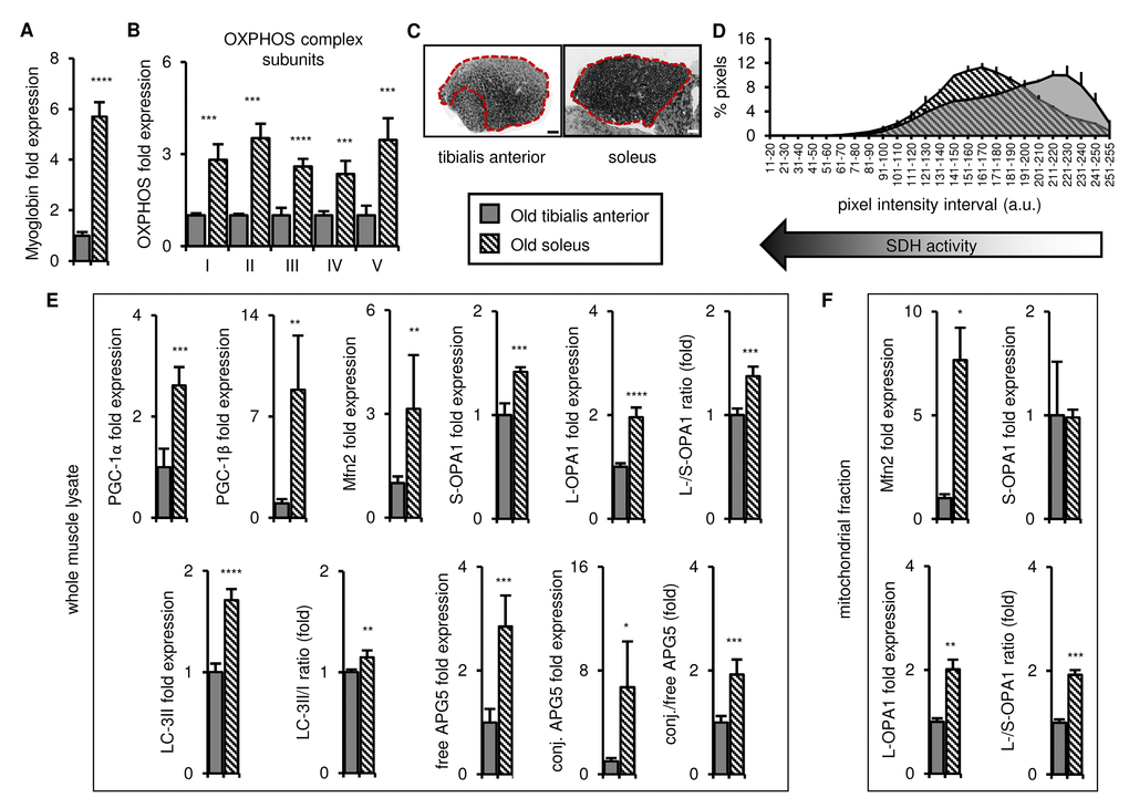 In old mice, the soleus remains more oxidative than the tibialis anterior, and expresses higher levels of mitochondrial biogenesis, fission/fusion and autophagy markers. Markers for oxidative metabolism, mitochondrial biogenesis, fission/fusion and autophagy were evaluated in tibialis anterior and soleus muscles from old mice (28-29 mo). (A-B) Myoglobin and representative electron transport chain enzymes (OXPHOS) in whole muscle lysates were assessed by Western blotting and normalized to Ponceau-stained total protein (see Figure S3). The mean plus standard deviation of 3 technical replicates of lysates from 4 mice/group is shown. (C-D) Succinate dehydrogenase (SDH i.e. OXPHOS Complex II) activity was assessed by histochemical staining. Representative images are shown (C; tibialis anterior scale bar = 400 µm, soleus scale bar = 200 µm) and the SDH activity of the entire muscle sections (indicated by the red dotted lines i.e. the EDL and gastrocnemius were excluded) was evaluated by assessing pixel intensities (D; mean plus standard deviation of 3 mice/group, 2 sections per mouse). (E) PGC-1α, PGC-1β, Mfn2, short (S)- and long (L)-OPA1, LC3-II/I and APG5 in whole muscle lysates were evaluated by Western blotting and normalized to Ponceau-stained total protein (see Figure S3). The mean plus standard deviation of 3 technical replicates of lysates from 4 mice/group is shown. (F) Mfn2 and OPA1 in mitochondrial fractions were evaluated by Western blotting and normalized to Ponceau-stained total protein (see Figure S3). The mean plus standard deviation of lysates from 4 mice/group is shown. *p ≤ 0.05, **p ≤ 0.01, ***p ≤ 0.001, ****p ≤ 0.0001.