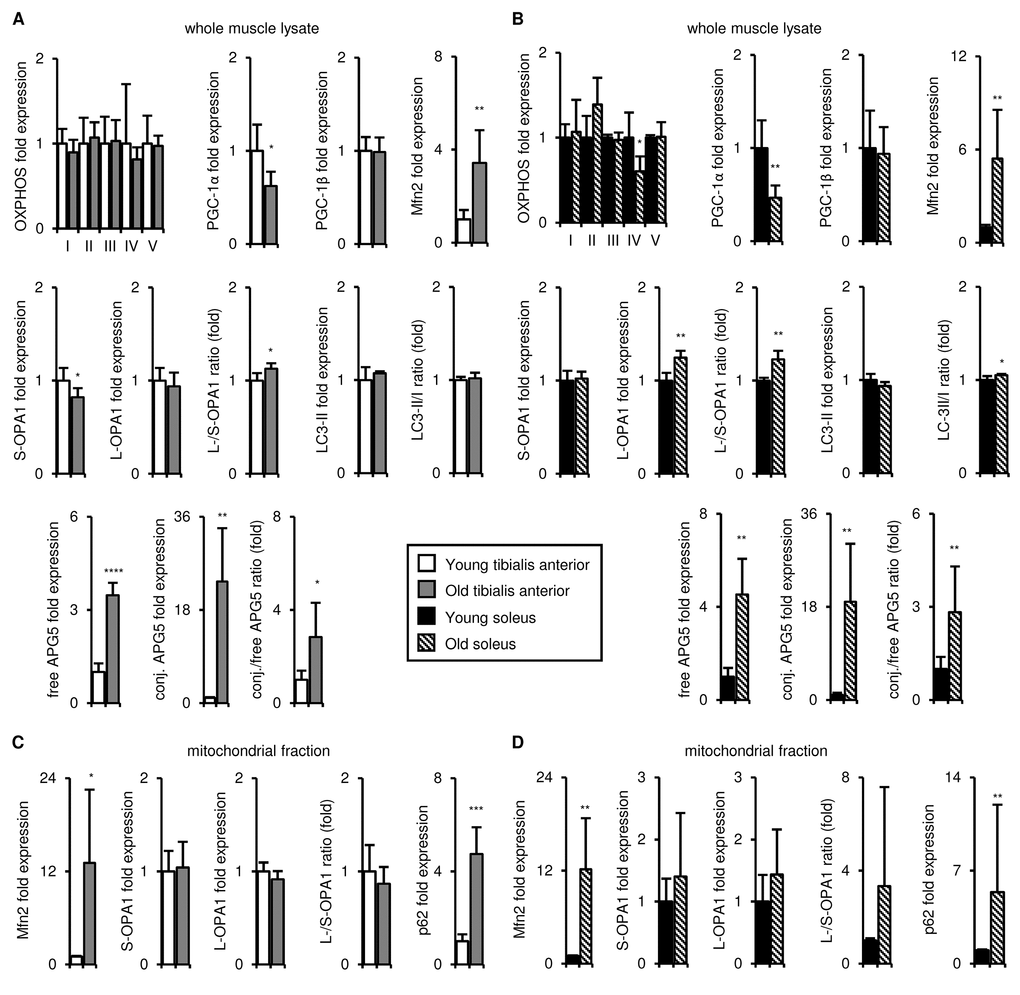 Upon aging, the tibialis anterior and soleus undergo similar changes in mitochondrial biogenesis, fission/fusion, disposal and autophagy marker expression. Markers of mitochondrial biogenesis, fission/fusion, disposal and autophagy were evaluated in tibialis anterior (A, C) and soleus (B, D) muscles isolated from young (3 mo) and old (29 mo) mice. A-B) Representative OXPHOS subunits, PGC-1α, PGC-1β, Mfn2, short (S)- and long (L)-OPA1, LC3-II/I, and APG5 in whole muscle lysates were evaluated by Western blotting and normalized to Ponceau-stained total protein (see Figures S6, S7). The mean plus standard deviation of 3 technical replicates of lysates from 4-5 mice/group is shown; 3 mo (n=5), 29 mo (n=4). C-D) Mfn2, OPA1, and p62 levels in mitochondrial fractions were evaluated by Western blotting and normalized to Ponceau-stained total protein (see Figure S7). The mean plus standard deviation of lysates from 4 mice/group run on 2 separate gels is shown. *p ≤ 0.05, **p ≤ 0.01, ***p ≤ 0.001, ****p ≤ 0.0001.