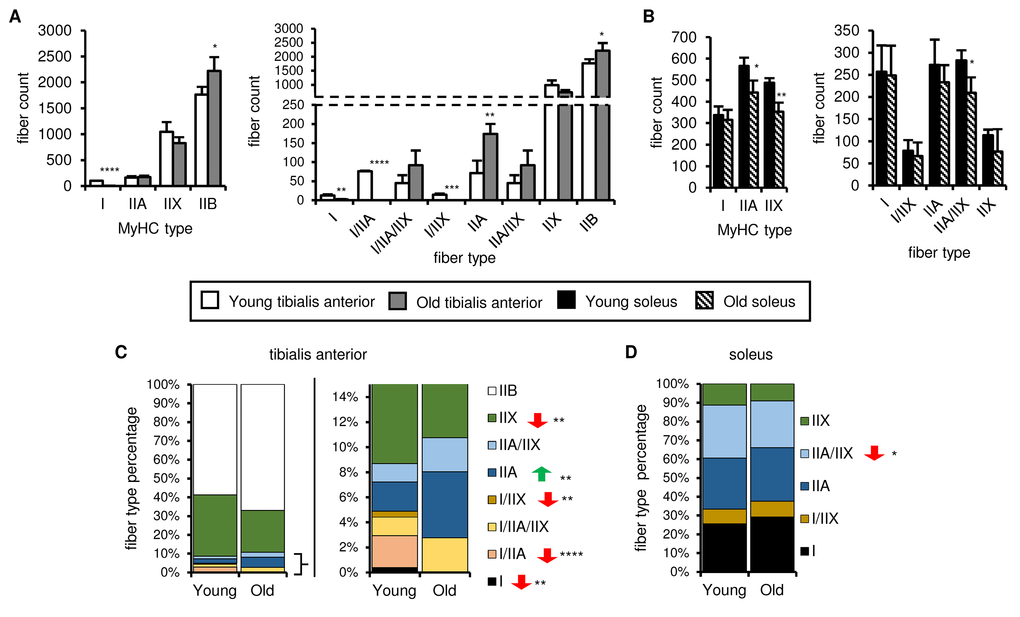 Fiber type number and muscle fiber composition show different age-related changes in the soleus and tibialis anterior. The myosin heavy chain (MyHC) fiber composition of tibialis anterior (A, C) and soleus (B, D) muscles from young (3 mo) and old (28-29 mo) mice was assessed by immunostaining (see also Figure S8). Total type I, IIA, IIX and IIB MyHC-expressing fiber counts (A-B, left panels), counts for each fiber type (based on single, double or triple positivity for type I, IIA, IIX and IIB MyHC; (A-B, right panels), and proportions of each fiber type (C-D) are shown. All data are means plus standard deviations of 2 sections/mouse, 3 mice/group. Fiber types are arranged in approximate order of most oxidative (type I) to most glycolytic (type IIB). *p ≤ 0.05, **p ≤ 0.01, ***p ≤ 0.001, ****p ≤ 0.0001.