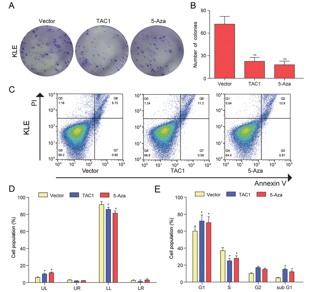 TAC1 demethylation inhibited KLE cells proliferation, arrested the cell cycle at the G1, and accelerated cell apoptosis. (A-B) Colony formation assay was used to assess cell proliferation ability and proliferation was indicated by number of colonies. (C-D) Cell apoptosis was determined by Annexin V/PI double staining and percentages of cells in each phase (LL, viable; LR, early apoptotic; UL and UR, late apoptotic/necrotic cell) were calculated. (E) Relative cell numbers in each cell-cycle phase (G1, S, G2, and subG1) were determined by flow cytometer of the TAC1 and vector control. *PP