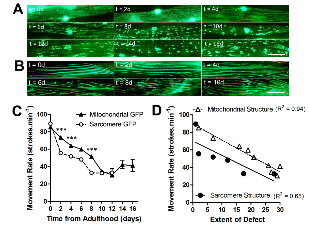 Loss of mitochondrial structure is an early ageing event and is strongly associated with age-related loss of movement. (A) Age-associated loss of mitochondrial network structure in animals grown at 20°C. Networks are retained until 4d when minor fragmentation is visible before moderate (6d) and severe fragmentation (8d) ensues. (B) In contrast, sarcomeres retain their structure until 6d when there is a loss of architecture. (C) There is a faster decline in movement rates in animals with mitochondrial GFP than with sarcomere GFP. (D) When correlating extent of defect in each subcellular compartment and the movement decline, the decline in movement showed greater association with loss of mitochondrial (R2 = 0.94) than sarcomere (R2 = 0.65) structure. Scale bars in A and B represent 25 μm.