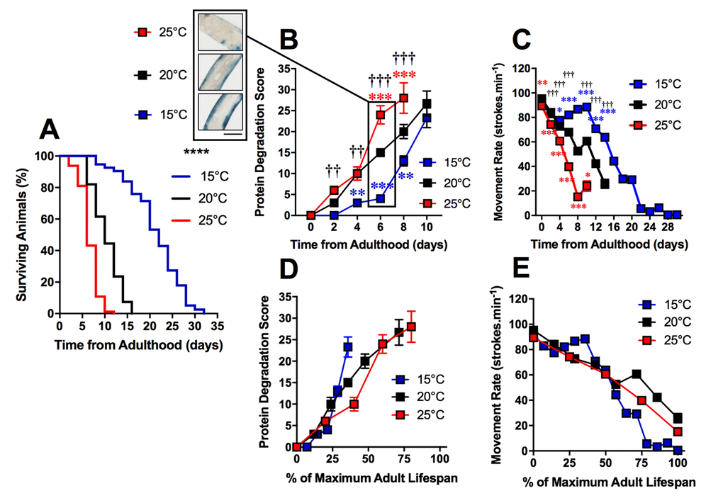 Protein degradation is accelerated in shorter-lived and delayed in longer-lived animals. (A) Temperature was used to lengthen (15°C) and shorten (25°C) lifespan in comparison to control (20°C) in animals with Lac-Z transgene (median lifespan of 22d at 15°C vs. 10d at 20°C vs. 6d at 25°C, PB) The onset of increased protein degradation appears higher in 25°C animals and is delayed in 15°C animals. At 6d, insert shows that protein homeostasis is maintained at 15°C, somewhat maintained at 20°C and lost at 15°C. (C) Movement rates in animals with LacZ transgene show that movement decline is greater in 25°C animals and delayed in 15°C animals. (D) Rates of protein degradation expressed as % maximal lifespan shows that differences between temperatures are minimized. (E) Movement expressed as % maximal lifespan shows that until 50% maximal lifespan, differences between temperatures are minimized. Beyond 50%, movement rates are preserved in 20°C, but are lower throughout the remainder of the lifespan in 15°C in comparison to 25°C. Scale bar in B represents 80 μm.