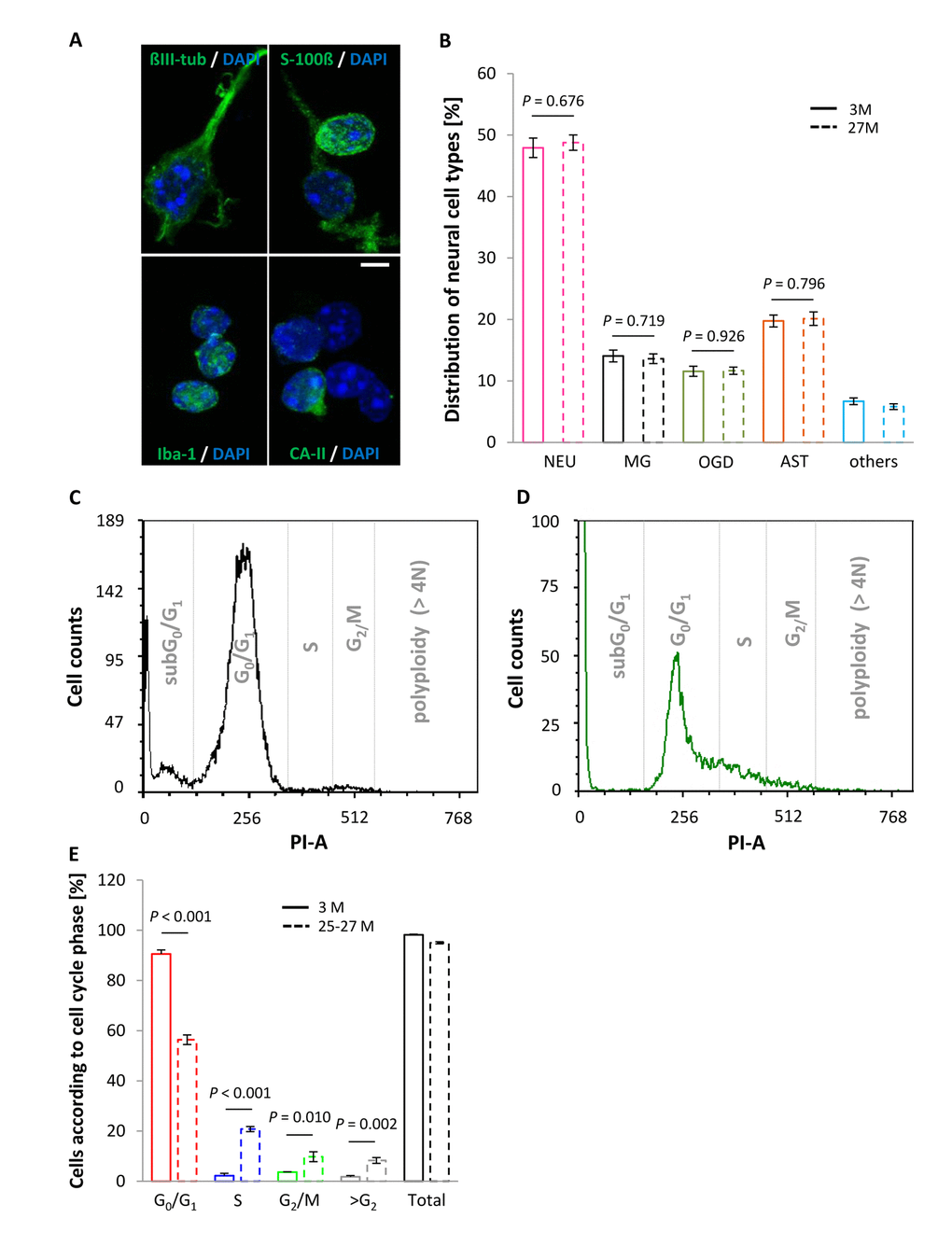 Neural cell type proportions and DNA content in the vital fraction of cortical cell isolates as a function of age. (A) Cellular entities were identified by applying cell type-specific markers, using ßIII-tubulin, S100-ß, Iba-1 and CA-II for neurons, astrocytes, microglia and oligodendrocytes, respectively, with cell nuclei being discriminated by DAPI. Scale bar, 5 µm. (B) Cell type-specific proportions did not vary between young and aged mice. NEU, neurons; MG, microglia; OGD, oligodendrocytes; AST, astrocytes. Bars represent means ± SEM (n = 500 cells out of 3 animals per condition). (C and D) Representative DNA histograms illustrating an age-associated shift in cell cycle activity, as assessed by PI staining of DNA from murine cortical neural cell isolates at an age of 3 months (C) and 25-27 months (D). (E) Neocortical cell constituents derived from aged animals showed a shift towards replicative cell cycle phases, marked by a significant increase in the proportion of cells in S, G2/M and >G2 phase, whereas the percentage of cells in G0/G1 phase declined significantly at higher age. Bars represent means ± SEM (n = 4 - 8). For (B and E) P-values were calculated using the Student’s t-test.