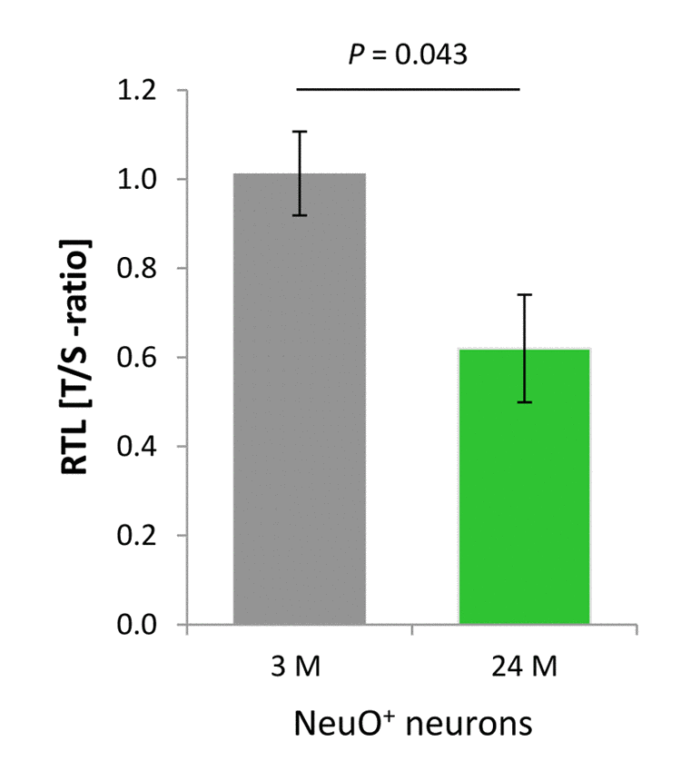 Age-dependent telomere length dynamics in the neuronal fraction sorted from murine cortical isolates. NeuO+ neurons showed a significant age-related decline in RTL as determined by qPCR in terms of telomere repeat (T) to single copy gene (S) ratio. Bars represent means ± SEM (n = 4). P-values were calculated using Student’s t-test.