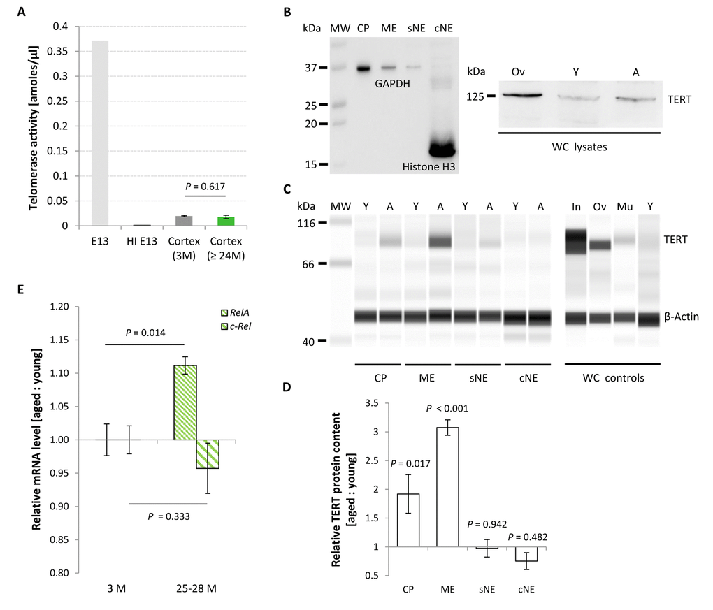 Age-associated changes in TERT protein content, telomerase activity and relative Rela and c-Rel expression levels in the murine cortex. (A) Telomerase activity assessed from cortical isolates as a function of age. Telomerase activity in the mature neocortex remained unchanged with aging, displaying activity levels approximately 20 times lower than in E13 brain. Bars of probe samples represent means ± SEM (n = 5). HI E13, heat inactivated E13 protein extract. (B-D) Relative TERT protein levels in different subcellular compartments of murine cortical tissue at young (Y) and aged (A) states. (B) Left blot: Conventional Western blot. Purity of the cellular subfractions is illustrated by the enriched levels of the nuclear and cytoplasmic marker proteins Histone H3 and GAPDH in the chromatin-bound nuclear (cNE) and cytoplasmic (CP) fractions, respectively. Right blot: TERT product at the appropriate molecular weight of ~ 125 kDa in whole cell (WC) lysates from ovary (Ov) and cortex of young (Y) and aged (A) mice. (C) Simple Western™ technique. Little or no TERT protein was expressed in the soluble nuclear (sNE) and chromatin-bound nuclear (cNE) fraction, respectively, at both age categories, whereas TERT protein was found at significantly higher levels in the cytoplasmic (CP) and membrane (ME) fractions at 27 months of age. Specificity of the TERT antibody was proven by the detection of different TERT protein levels in whole cell (WC) lysates prepared from small intestine (In), ovary (Ov), muscle (Mu) and cortex of young mice (Y). All cortical samples were assayed in the same run, as were all the control samples. (D) Quantification of the compartment-specific TERT protein levels for young and old cortices as illustrated in (C). Bars represent means ± SEM (n = 3), and were reproduced in two independent runs. (E) Age-associated changes in relative mRNA levels of the subunits Rela and c-Rel of canonical NF-κB.Rela transcription levels increased significantly at advanced ages, whereas levels of c-Rel remained unaltered. Ratios represent geometric means of n = 5 animals ± SEM. P-values were calculated using Student’s t-test (A) and Two-way ANOVA (D and E).