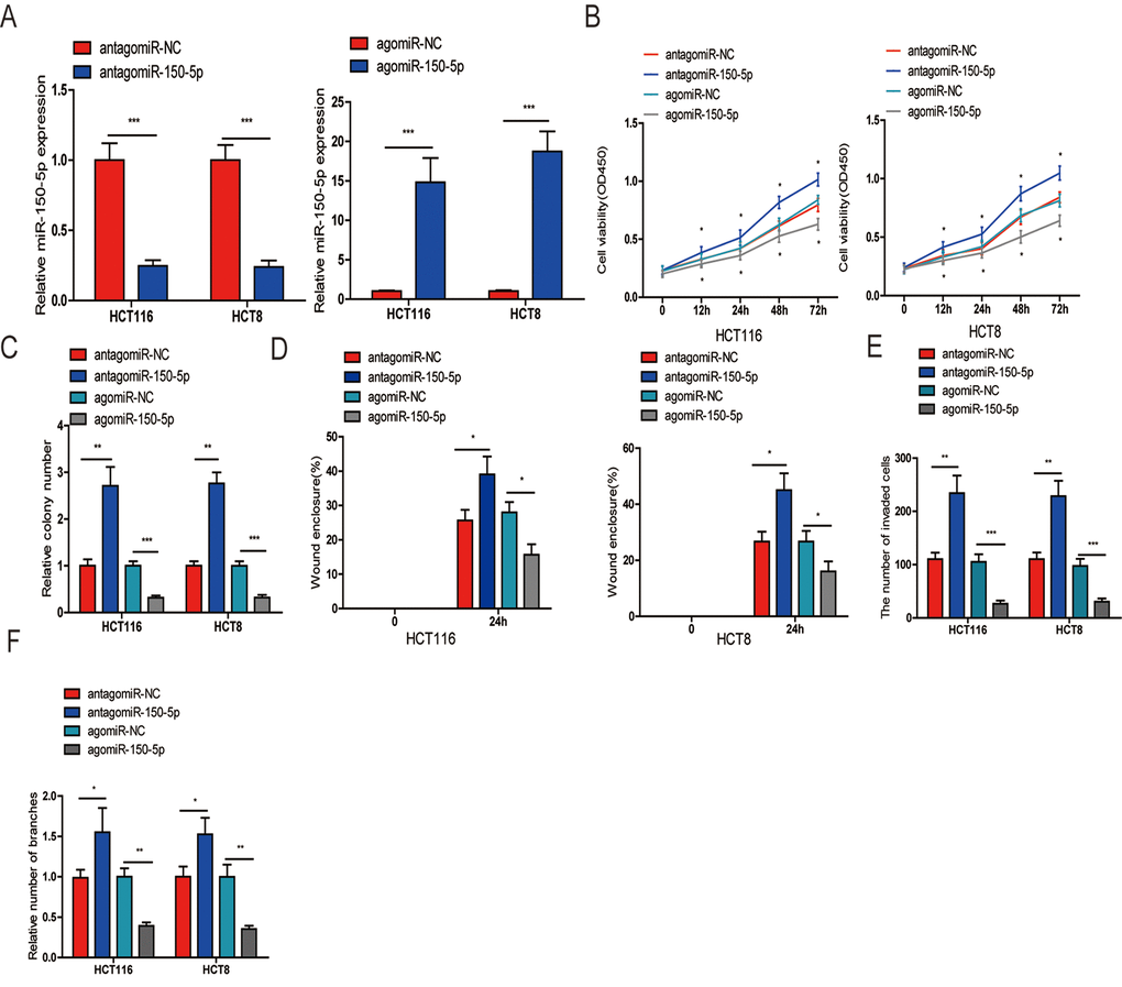 miR-150-5p suppressed CRC cell proliferation, migration, invasion and HUVEC tube formation in vitro. (A) qRT-PCR was used to detect the expression of miR-150-5p in CRC cells transfected with antagomiR-150-5p or agomiR-150-5p and their negative control (antagomiR-NC, agomiR-NC). (B, C) CCK-8 (B) and colony formation (C) were performed to evaluate the proliferation abilities of CRC cells transfected with antagomiR-150-5p, agomiR-150-5p or negative control (antagomiR-NC, agomiR-NC). (D, E) Wound-healing (D) and transwell (E) assays were employed to detect the ability of migration and invasion of antagomiR-150-5p or agomiR-150-5p-transfected CRC cells and their negative control. (F) HUVECs were cultured in TCM derived from CRC cells transfected with antagomiR-150-5p or agomiR-150-5p and their negative control in 24-well Matrigel-coated plates. Each bar represents the mean ± SD of three independent experiments. *ppp