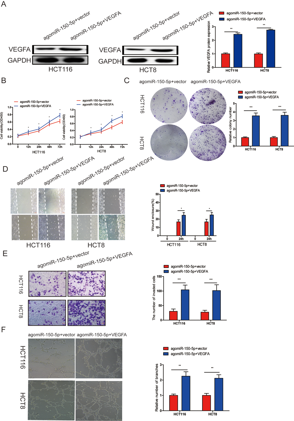 miR-150-5p inhibited CRC progression by targeting VEGFA. (A) VEGFA protein expression was determined in HCT116 and HCT8 cells transfected with agomiR-150-5p with VEGFA expression plasmid or empty vector using western blot; GAPDH was used as the internal control. (B-D) Cell proliferation (B, C), migration (D)and invasion (E) were evaluated in HCT116 and HCT8 cells transfected with agomiR-150-5p with VEGFA expression plasmid or empty vector. (F) HUVECs were cultured in TCM derived from HCT116 and HCT8 cells transfected with agomiR-150-5p plus VEGFA expression plasmid or empty vector. Data are shown as the mean±SD. *ppp