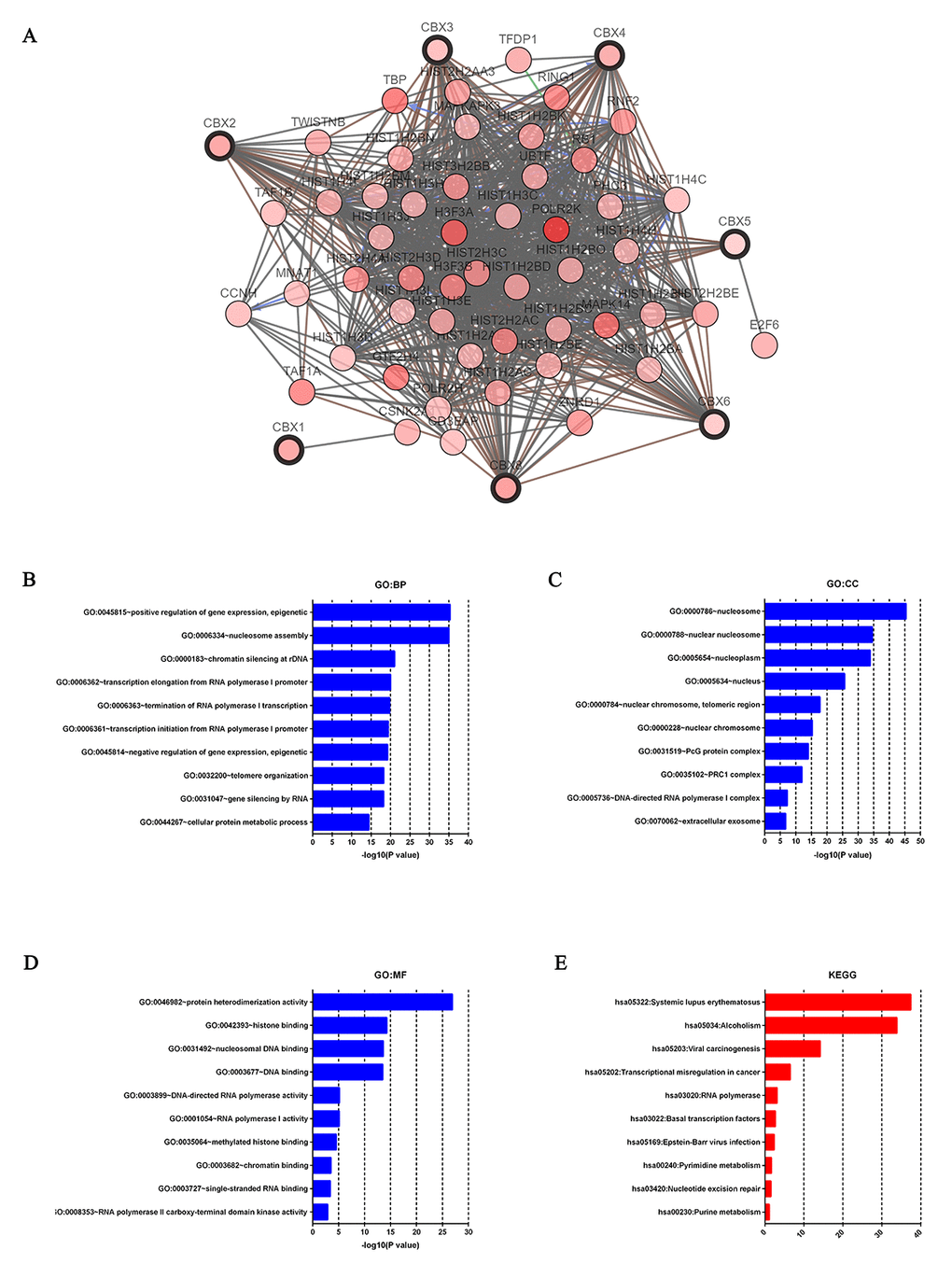 Predicted functions and pathways of the mutations in CBXs and their 50 frequently altered neighbor genes in HCC patients (c-BioPortal and DAVID). Network of CBXs mutations and their 50 frequently altered neighbor genes was constructed. DNA repair and DNA replication related genes including HIST1H3A, HIST1H2AB, H3F3A, HIST2H2AA3, HIST2H3C and HIST3H2BB were significantly related to CBXs mutations (A). GO functional enrichment analysis predicted three main functions of CBXs mutations and their 50 frequently altered neighbor genes, including biological process, cellular components and molecular functions (B-D). KEGG pathway analysis on CBXs and their 50 most frequently altered neighbor genes was shown at figure E.