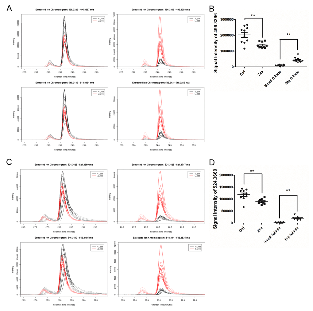 Relative content of two potential phospholipids in each group. The relative content of two metabolites adduct [M+H]+ (upper in A, C) and [M+Na]+ (below in A, C) with the molecular weights of 496.3324 (A) and 518.3168 (C). The left curve plots show the relative content of m/z = 496.3324 and 518.3168 in each GC media sample (A and C), while the right curve plots showed the two metabolites in each FF sample (A and C). The signal intensity of the two metabolites UPLC peaks reflect the relative content of the m/z= 496.3324 (B) and 518.3168 (D) in each group. ** means P 