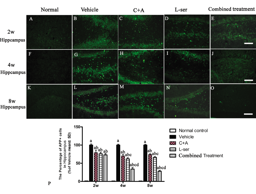 Immunostaining for APP in sections of the hippocampus. The clear increase in APP staining in the vehicle-treated model rats from 2–8 weeks after L-BMAA injection was obviously reduced by C16+Ang-1 and L-serine treatment individually, and the combined treatment with both led to the most significant effect as revealed by cell quantification. (a) P