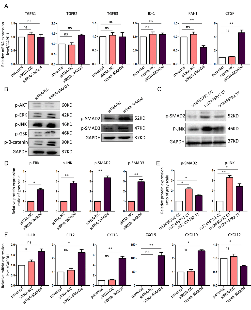 Enhanced canonical and non-canonical TGF-β signaling in SMAD4-interfered HASMCs. (A) Real-time PCR assay for the expression of canonical and non-canonical TGF-β signaling molecules in different HASMCs. (B) Western blot assay for the expression of canonical and non-canonical TGF-β signaling mediators in HASMCs transfected with siRNA-NC or siRNA-SMAD4. (C) Western blot assay for the expression of canonical and non-canonical TGF-β signaling mediators in HASMCs carrying rs12455792 CC, CT or TT genotypes. (D, E) Quantitative analysis for B and C, respectively. (F) Real-time PCR assay for the expression of essential chemotactic factors in different HASMCs. The experiments were repeated three times. Data were presented as mean ± SD. *PP