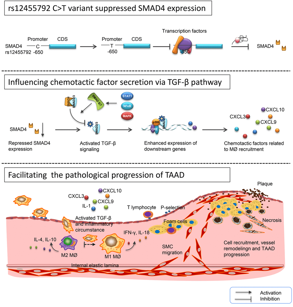Schematic diagram for the potential role of rs12455792 variant in pathological progression of TAAD. rs12455792 C>T variant might suppress SMAD4 expression by affecting the binding of transcription factors to the promoter of this gene, thus activate TGF-β signaling and chemotactic factors production, and further facilitate the MØ recruitment, vessel remodeling and pathological progression of TAAD.