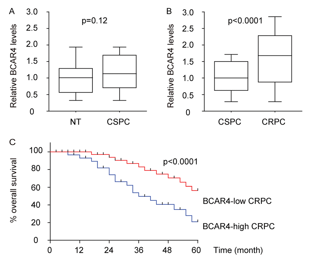 BCAR4 is upregulated in CRPC and correlated with poor prognosis of patients. (A) BCAR4 levels were examined in 50 pairs of castration-sensitive prostate cancer (CSPC) and paired adjacent normal prostate tissues (NT), by RT-qPCR. (B) 50 CSPC and 40 CRPC specimens were assessed by BCAR4 by RT-qPCR. (C) The 40 CRPC tissues were classified into two groups using the median value of all cases as the cutoff point. The Kaplan-Meier curves was used to analyze patients’ overall survival.