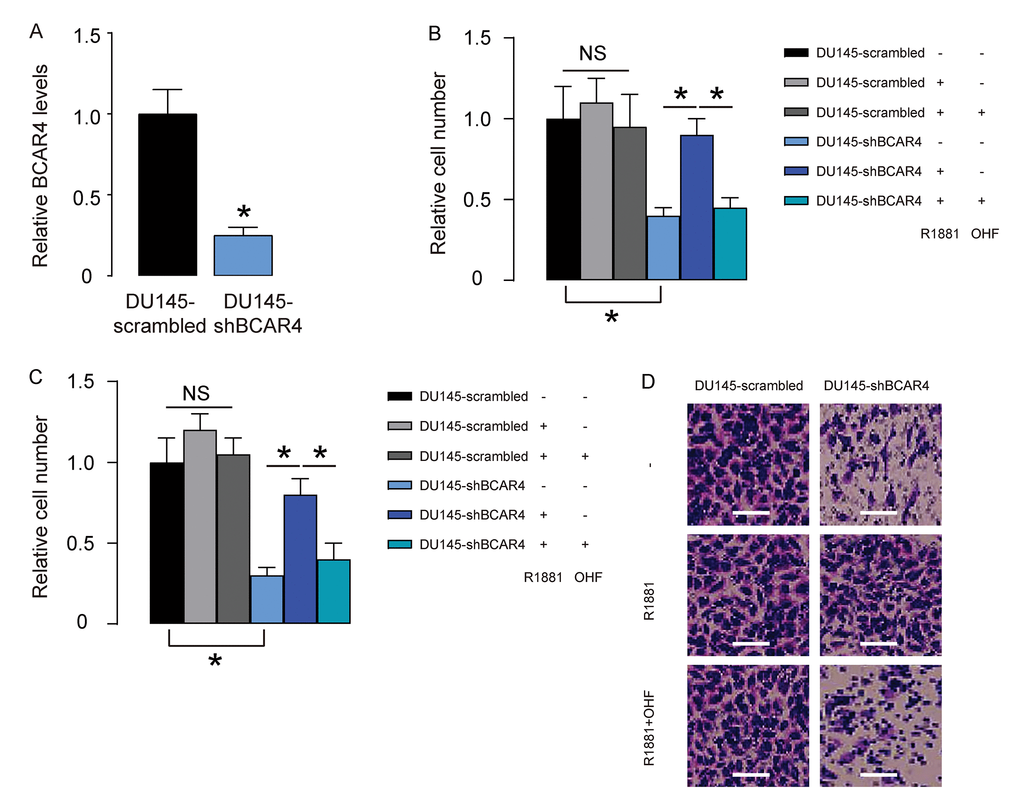 Loss of BCAR4 reduces basal PC cell growth and migration but regains androgen-sensitivity of PC cells in vitro. (A) We depleted BCAR4 in DU145 cells by shRNA and examined BCAR4 levels by RT-qPCR. (B-D) The shBCAR4-transfected cells and control scrambled-transfected cells were treated with null, or R1881, with/without OHF. (B) Cell growth was examined in an CCK-8 assay. (C-D) Cell migration potential was assessed in a transwell assay, shown by quantification (C), and by representative images (D). *p