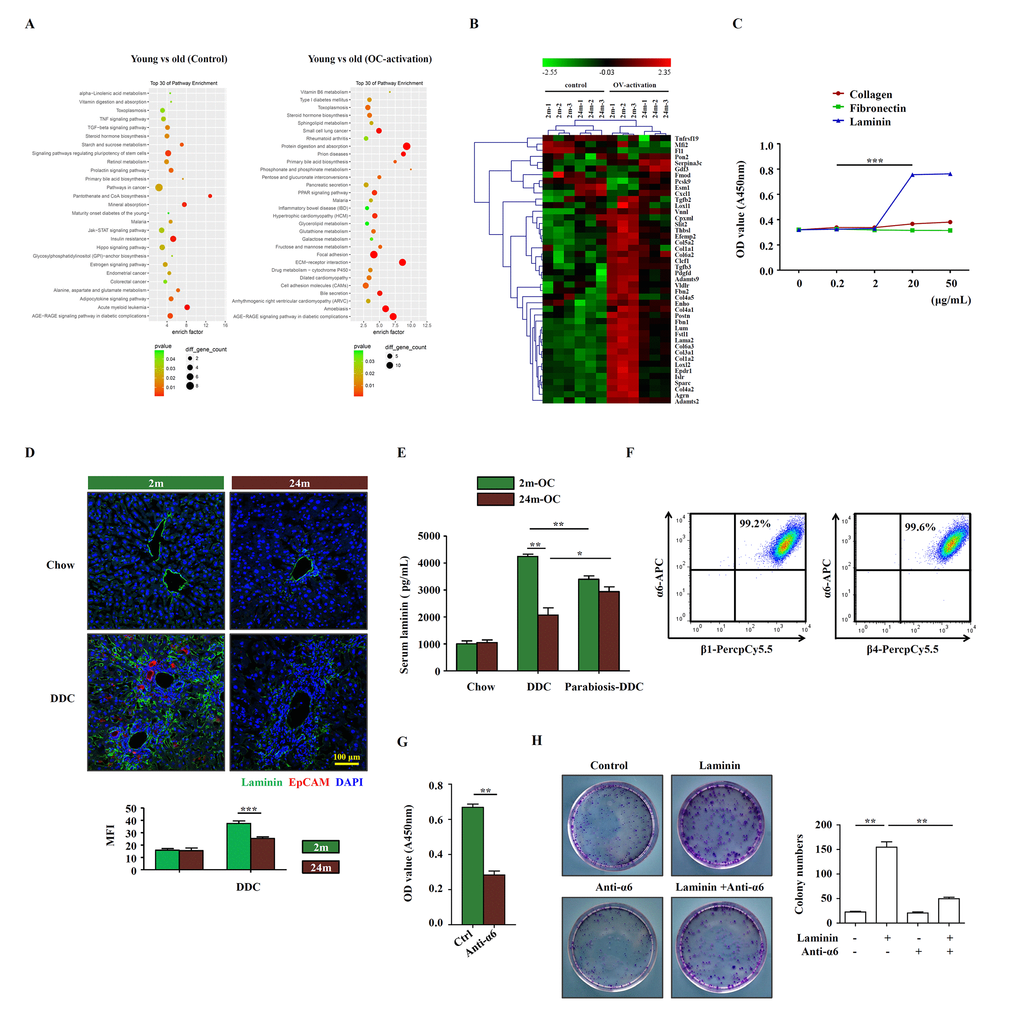 Laminin supports OC proliferation via integrin signaling pathway. (A) Microarray analysis of young and aged control/OC-activated mice liver was performed. Result of pathway enrichment analysis was shown. (B) Heatmap of 44 genes with significant expression difference (fold change > 5, p C) Different dose of collagen, fibronectin and laminin were added to the OC culture medium and the proliferation of OCs was analyzed by CCK-8 (versus 0.2 mg/mL, n=5, *** p D) Immunofluorescence staining for laminin (green) and EpCAM (red) in DDC-fed (DDC) versus chow controls (Chow). MFI of laminin was quantified (n=6, *** p E) Young and aged mice were joined in parabiotic pairs and kept for 3 weeks under DDC diet. The level of serum laminin was detected by ELISA (n=5, * p F) Flow cytometry showed the expression of α6, β1 and β4 integrins on OCs. (G) CCK-8 test showed that the proliferation of OCs treated with anti-α6 integrin antibody (n=6, ** p H) Colony-forming assay of freshly isolated EpCAM+ cells from DDC diet with/without laminin (20 μg/mL) and anti-α6 integrin antibody (2 μg/mL). Pictures were representative wells of each condition. Colony number was quantified (n=6, ** p 