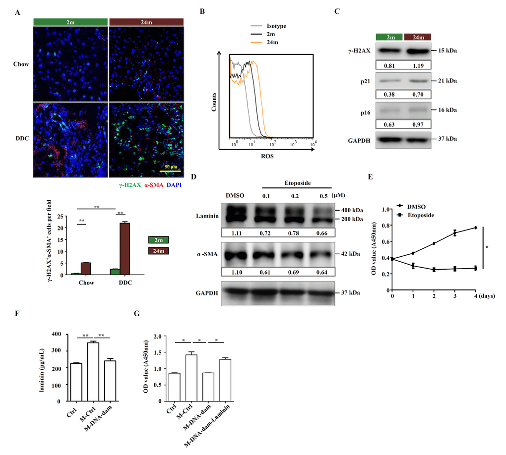 Aged HSCs provide less support to OCs. (A) Immunofluorescence staining for γ-H2AX+ (green) and α-SMA+ (red) cells in DDC-fed (DDC) versus chow (Chow) of young (2m) and aged (24m) mice. Quantification of γ-H2AX+α-SMA+ cells was shown (n=6, ** p B) ROS levels were analyzed in HSCs freshly isolated from young (2m) and aged (24m) mice with DDC diet. (C) Western blot analysis of indicated proteins in HSCs freshly isolated from young (2m) and aged (24m) mice with DDC diet. (D) Western blot analysis of indicated proteins in JS1 cells pretreated with different doses of etoposide for 24 hours. (E) CCK-8 test showed the proliferation of JS1 cells treated with etoposide (0.5 μM; n=5, * p F) The level of laminin in normal culture condition (Ctrl), conditional medium of HSC supernatant (M-Ctrl), and conditional medium of etoposide pretreated HSC supernatant (M-DNA-dam) was measured by ELISA (n=5, ** p G) CCK-8 test shows that proliferation of OCs in conditional medium with ordinary culture condition (Ctrl), HSC supernatant (M-Ctrl), or conditional medium of etoposide pretreated HSC supernatant (M-DNA-dam), or in the presence of laminin (M-DNA-dam-Laminin) (n=4, * p 