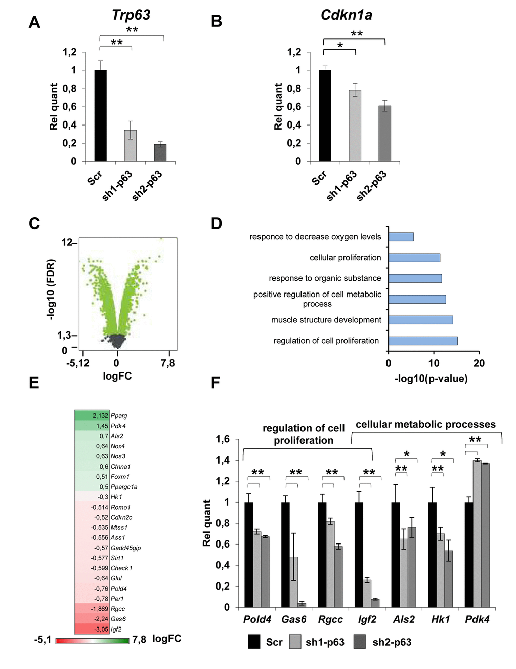 TAp63 knock-down affects the expression of genes involved in proliferation and metabolism. (A) RT-qPCR of p63 mRNA (Trp63) and (B) p21 (Cdkn1a) performed in proliferating Scr, sh1-p63 and sh2-p63 clones. Results are shown as average of three experiments ± s.d. *pC) Volcano plot showing -log10(FDR) in function of the log2(FC) for coding genes in Scr and sh1-p63. Green points indicate significantly expressed genes (D) GO terms of microarray performed on significantly modulated genes in C2C7 myoblasts (C). Panther was used for biological process (<a href="http://pantherdb.org" target="