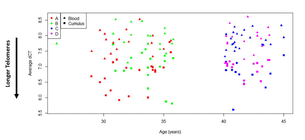 Cumulus cells have longer telomeres than white blood cells. Comparison of average relative telomere length of all study subjects indicates that ovarian cells present longer telomeres than white blood cells (t(138)=-14.46, p40 years old and poor responder (≤4 mature follicles) and D= >40 years old and good responder (≥12 mature follicles). Average relative TL is reported as Average dCT values, which are inversely proportional to actual TL. Therefore, higher average dCTs indicate shorter telomeres.