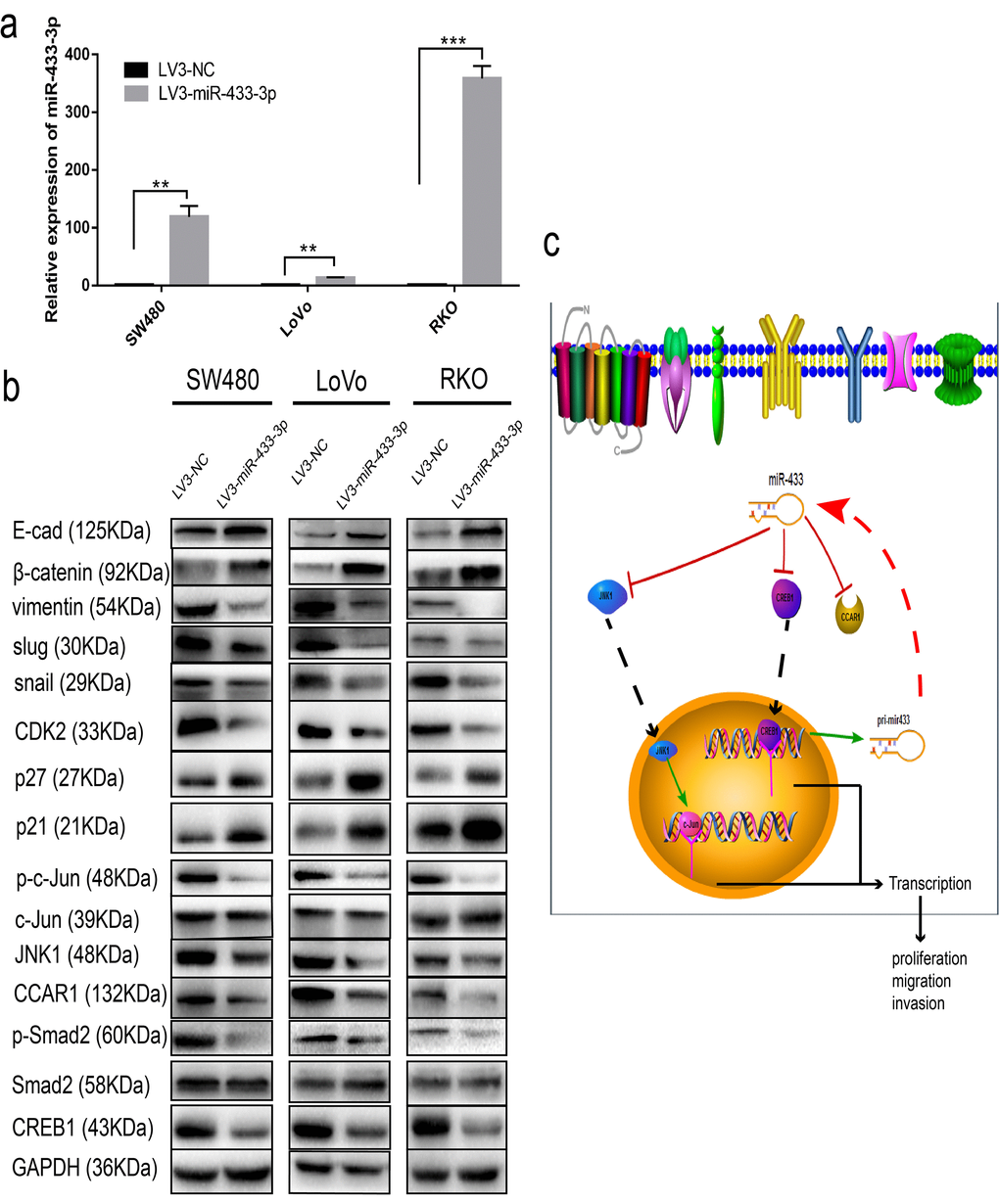 miR-433 attenuated cell cycle progression and abolished epithelial-mesenchymal transition. (a) CRC cells stably transduced with LV3-miR-433-3p displayed a notable upregulation of miR-433 compared with the control cells. (b) Western blotting showed downregulation of CREB1, CCAR1, and JNK1 and subsequent dephosphorylation of phospho-Smad2 and phospho-c-Jun, which in turn constrained cell cycle progression and EMT when cells were successfully infected with LV3-miR-433-3p. (c) Schematic diagram highlighting the mechanism of miR-433 in CRC. **, pp