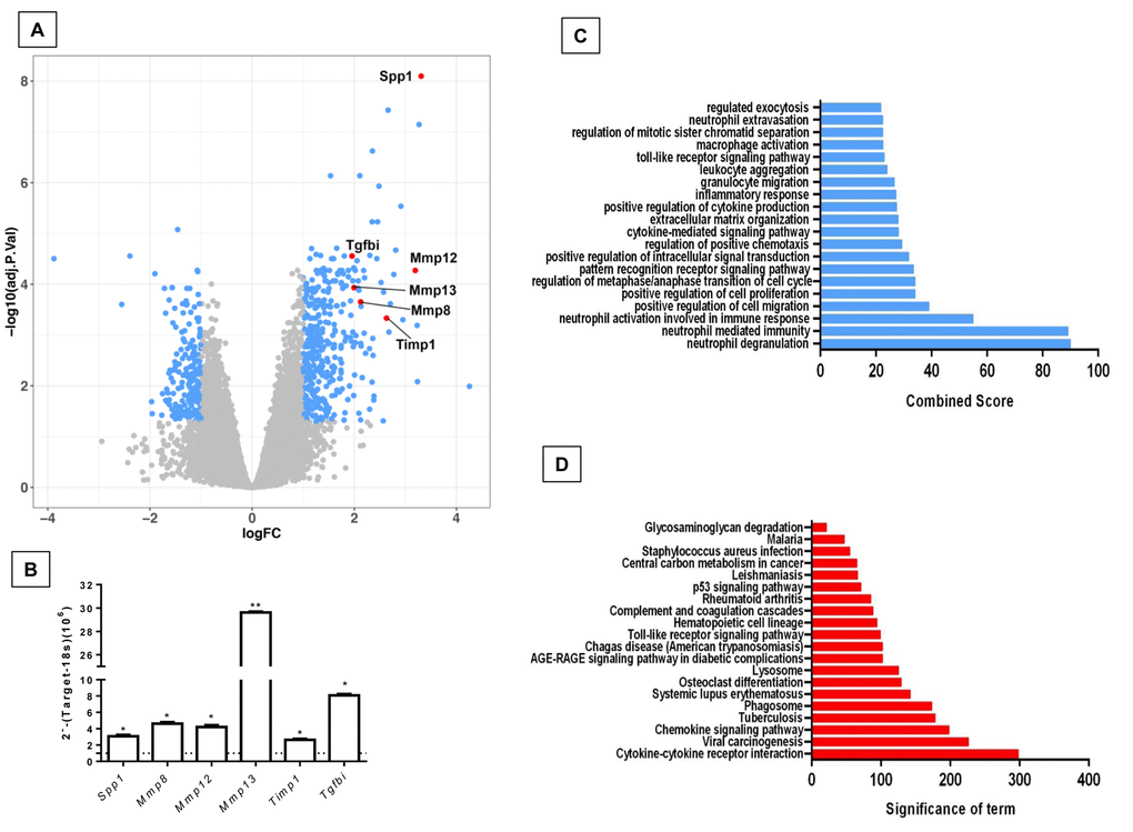 Differentially expressed genes and pathways in lungs from old compared to young C57/BL6 wild-type mice. (A) Volcano plot of the global gene expression profiling in lungs from old wild type versus young WT mice. Each point represents the difference in expression (log fold-change) between the two groups of mice plotted against the level of statistical significance. Right blue dots represent overexpressed genes, while the left blue dots represent downregulated genes at a significant level of *pB) The expression of these genes was evaluated by quantitative RT-PCR. Bars represent fold-change of old mice over young ones (dotted line). (C and D) Gene ontology (C) and KEGG (D) functional analysis of dysregulated genes in old WT mice compared to young littermates. The most significant 20 terms are shown in this figure. Threshold criteria considered for the analysis are log Fold change > 1 or 