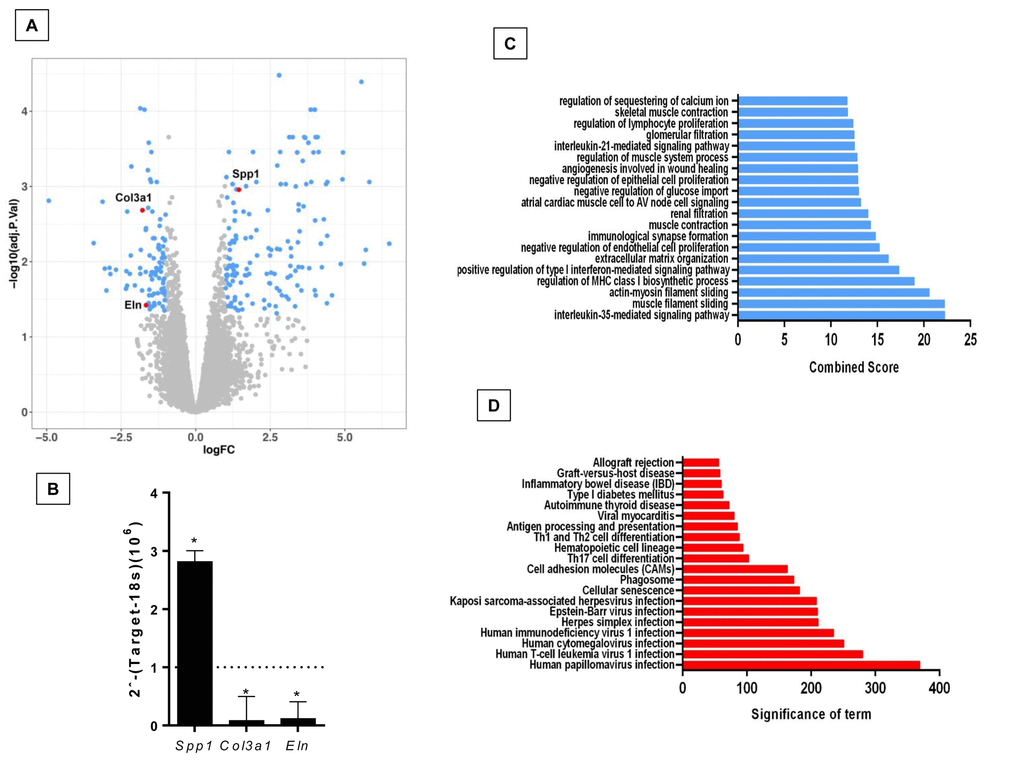 Differentially expressed genes and pathways in lungs from old compared to young Zmpste24 deficient mice. (A) Volcano plot of the global gene expression profiling in lungs from old Zmpste24 deficient mice vs young littermates. Each point represents the difference in expression (log fold-change) between the two groups of mice plotted against the level of statistical significance. Right blue dots represent overexpressed genes; left blue dots represent downregulated genes at a significant level of pB) The expression of these genes was evaluated by quantitative RT-PCR. Data are shown as fold-change values as compared with young -/- (dotted lines). (C and D) Gene ontology (C) and KEGG (D) functional analysis of dysregulated genes in old Zmpste24 deficient mice compared to young littermates. The most significant 20 terms are shown in this figure. Threshold criteria considered for the analysis are log Fold change > 1 or 