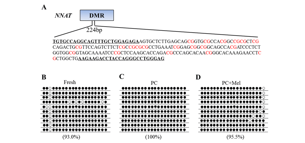 The effect of melatonin on DNA methylation on the NNAT promoter of prolonged-culture oocytes. Porcine oocytes matured in vitro were continuously cultured in medium supplemented with or without 10−3 M melatonin for 24 h. (A) Primer and CpG loci examined at the NNAT differentially methylated region (DMR) are shown. DNA methylation was examined by bisulfite sequencing in fresh (B), prolonged-culture (C) and prolonged-culture + Mel oocytes (D). Each line presents an individually cloned allele, with an open circle for a non-methylated CpG site and filled circles for methylated CpG. Ten clones successfully sequenced for each group are presented. Methylation level (%) = (Methylated CpG/Total CpG) × 100. PC, prolonged-culture; Mel, melatonin.