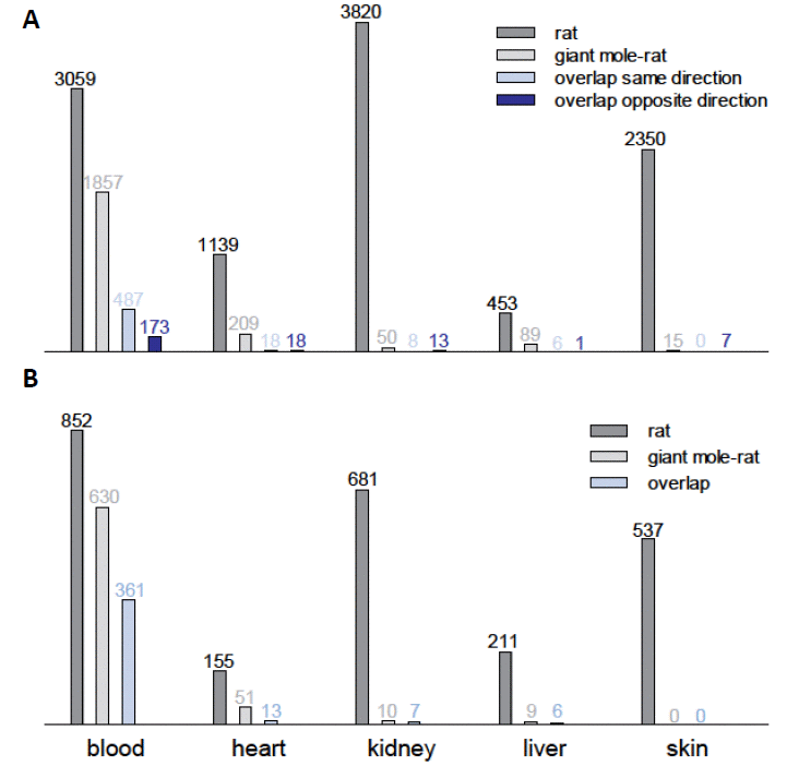 Comparative transcriptomics in giant mole-rats and laboratory rats of elderly vs. young individuals. (A) Counts of differentially expressed genes (DEGs) during aging in five tissue types from laboratory rats (Rattus norvegicus) and giant mole-rat (Fukomys mechowii). Only orthologous genes in both transcript catalogs were counted (n=14,062). (B) Numbers of biological processes (Gene Ontology) enriched for DEGs during aging in five tissue types from laboratory rats (R. norvegicus) and giant mole-rats (F. mechowii).