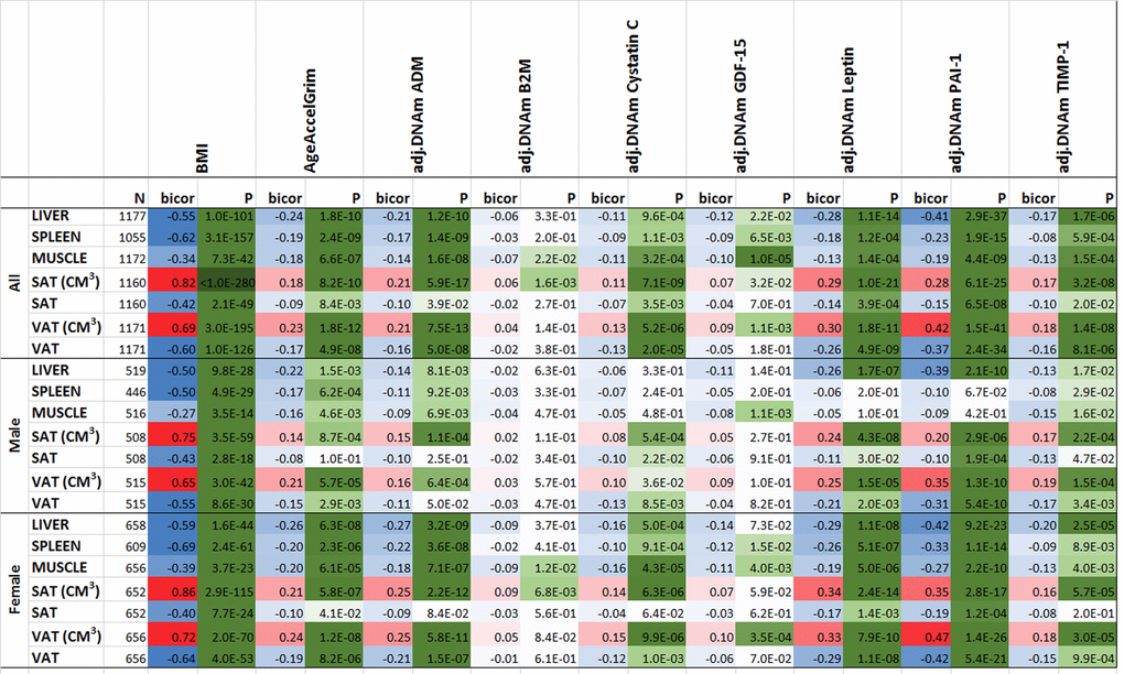 Computed tomography variables versus with body mass index and age-adjusted DNAm biomarkers in the FHS. The columns correspond to BMI, AgeAccelGrim and age-adjusted DNAm surrogates of plasma proteins. The rows correspond to computed tomography-derived organ density measures (Hounsfield units) or volumetric measures for subcutaneous adipose tissue (SAT CM3) or visceral adipose tissue (VAT CM3). The columns report the available sample size (n) in the FHS, the robust correlation coefficient (bicor, based on the biweight midcorrelation coefficient [62]). To avoid confounding by pedigree structure, we computed the p-value using a linear mixed effect model (pedigree as random effect). The bicor correlation coefficients are color-coded (blue to red) across its range of [-1, 1]. P-values are color-coded in green (light to dark green scale). We applied the correlation analysis to males and females, respectively, and then combined the results via fixed effect models weighted by inverse variance (listed in the top rows, denoted as “ALL”).