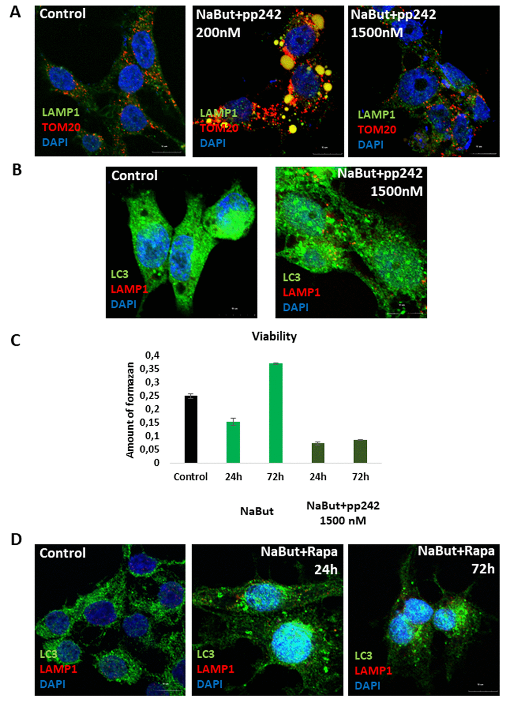 Senescent cells exposed to high concentration of mTOR inhibitor pp242 (1500 nM) fail to rescue themselves by forming the LC3-negative vacuoles and undergo cell death. (A) IF pictures after staining with antibodies against TOM20 and LAMP1. The mitochondria and lysosomes are segregated in the vacuoles of cells exposed to 200 nM pp242, but not to 1500 nM pp242. Nuclei stained with DAPI. (B) IF with antibodies against LAMP1 and LC3. (C) Viability of senescent ERas cells treated with 1500 nM pp242 and assayed by MTT test. (D) IF with antibodies against LAMP1 and LC3 showing the absence of the mitochondria and lysosomes-containing vacuoles after mTORC1 suppression with 200 nM of rapamycin.