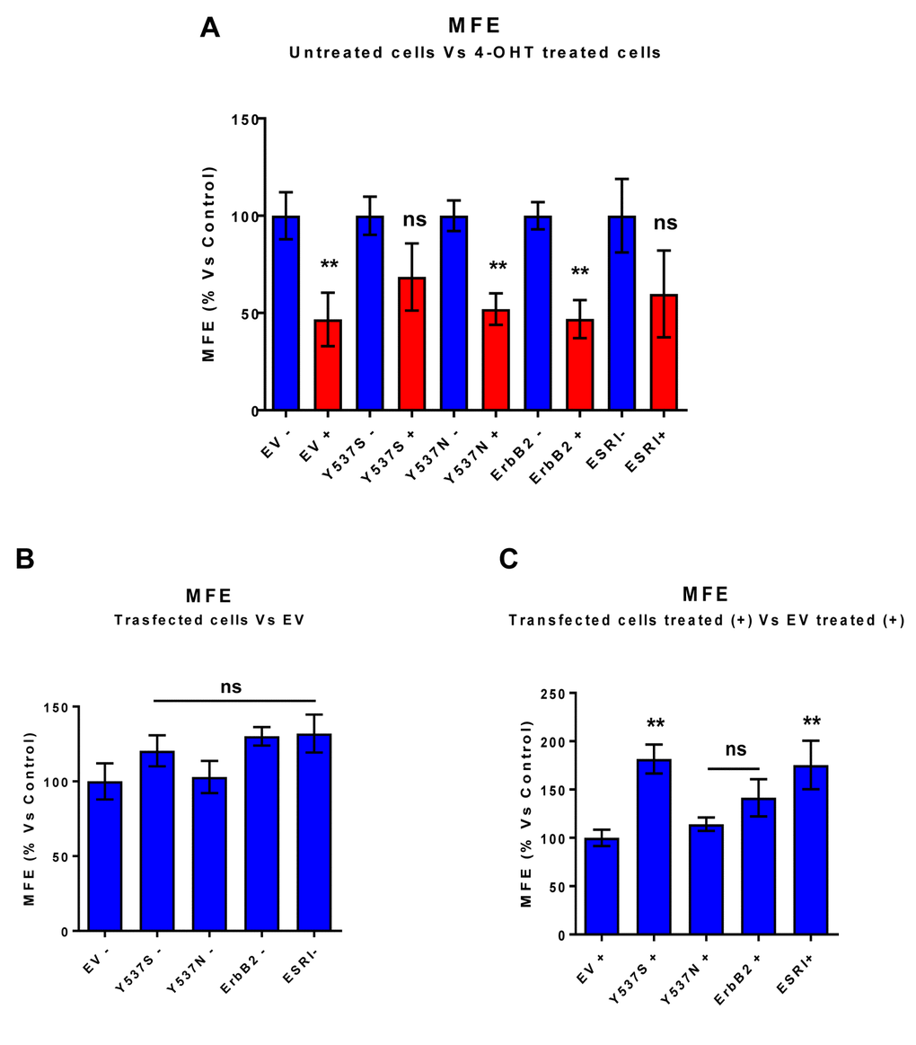 MCF7-Y537S cells are resistant to the inhibitory effects of Tamoxifen on mammosphere formation: Quantitation. Mammosphere formation assays were carried out for 5 days, in 6 well-plates, under low-attachment conditions. All the transfected MCF7 cell lines were grown as mammospheres. Note that 72h of pre-treatment with 4-OHT (1 µM) inhibits mammosphere formation efficiency (MFE), in all transfected cell lines, with the exception of MCF7-Y537S and MCF7-ESRI (WT) cells. In contrast, no changes in mammosphere formation were observed in the absence of 4-OHT (1 µM) pre-treatment. ** pPanel A) Treated (RED) vs. Untreated (BLUE); (Panel B) Untreated; (Panel C) Treated with 4-OHT. EV, empty vector control; +, plus Tamoxilen; -, no Tamoxilen.