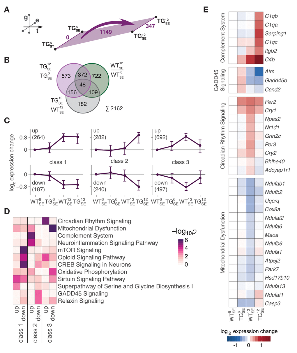 Midlife gene expression trajectories were disturbed through SNCA overexpression in two distinctive modes. (A) Schematic diagram showing number of DEGs derived from comparing 6- and 12-month-old WT (green) and TG (purple) mice. (B) Venn diagram putting midlife expression changes in TG animals (1149 DEGs in (A) in perspective to midlife expression changes in WT animals (1251 DEGs, see Fig. 2C) and SNCA-induced disturbances (495 DEGs, see Fig. 1A), totalling to 2162 age-SNCA-regulated DEGs. (C) Partitioning of 2162 age-SNCA-regulated DEGs based on their gene expression pattern in 6- and 12-month-old WT and TG mice in SE (see Fig. S3 for details). Subplots show longitudinal expression medoids and standard deviation of six primary gene clusters grouped into three classes. Number of DEGs per cluster in brackets. (D) Canonical pathway analysis for 2162 DEGs according to their cluster/class assignment (see C). Two most significant terms per cluster selected, and their significance values across all clusters hierarchically ordered. (E) Hierarchically clustered expression changes (relative to WT6SE) for DEGs attributed to the most significantly overrepresented pathway per cluster in class 2 and 3.