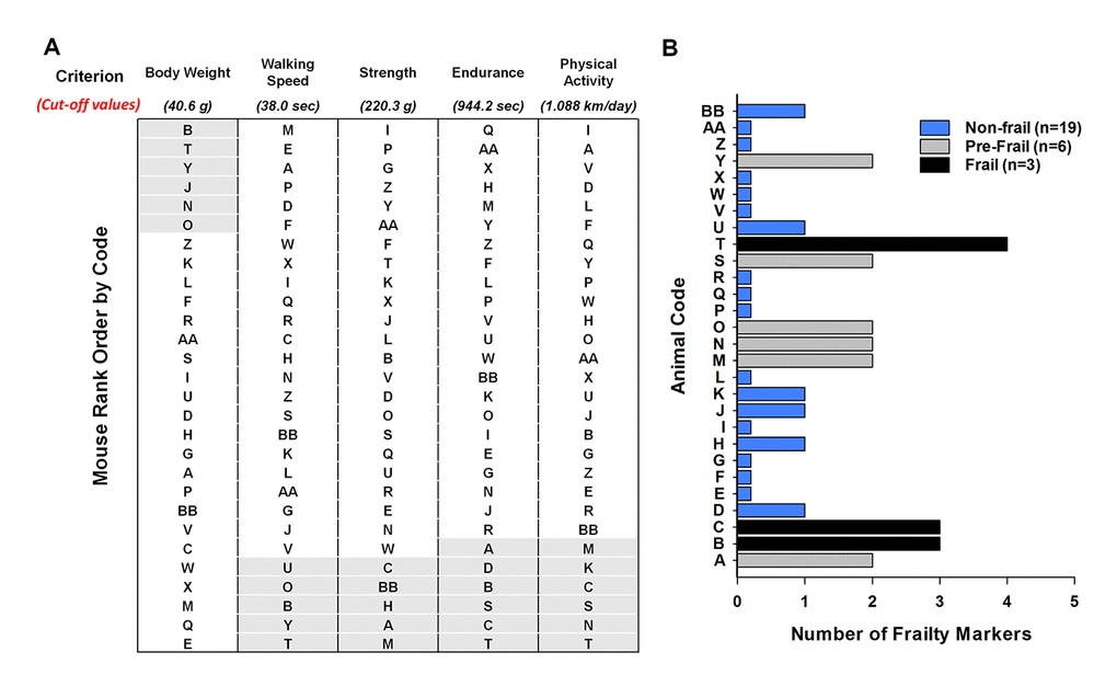 Frailty status of mice at 23 months of age. (A) The mice were coded A-Z, AA, and BB and rank – ordered by performance with the exception of body weight. For body weight the mice were ranked from heaviest to lightest. The cut-off values of each criterion (body weight, walking speed, strength, endurance and physical activity) are shown in parentheses. The shaded areas (light grey) identify the mice in the bottom 20% for performance and the top 20% for body weight. (B) Number of frailty markers for each mouse at 23 months of age. Frailty was defined if the mouse presented with three or more of the criterion markers (below or above the cut-off points); whereas, pre-frailty was designated if the mouse presented with two frailty markers. Mouse B, C, and T were identified as frail (black). Mouse A, M, N, O, S, and Y were identified as pre-frail (grey). The remaining mice were identified as non-frail (blue).