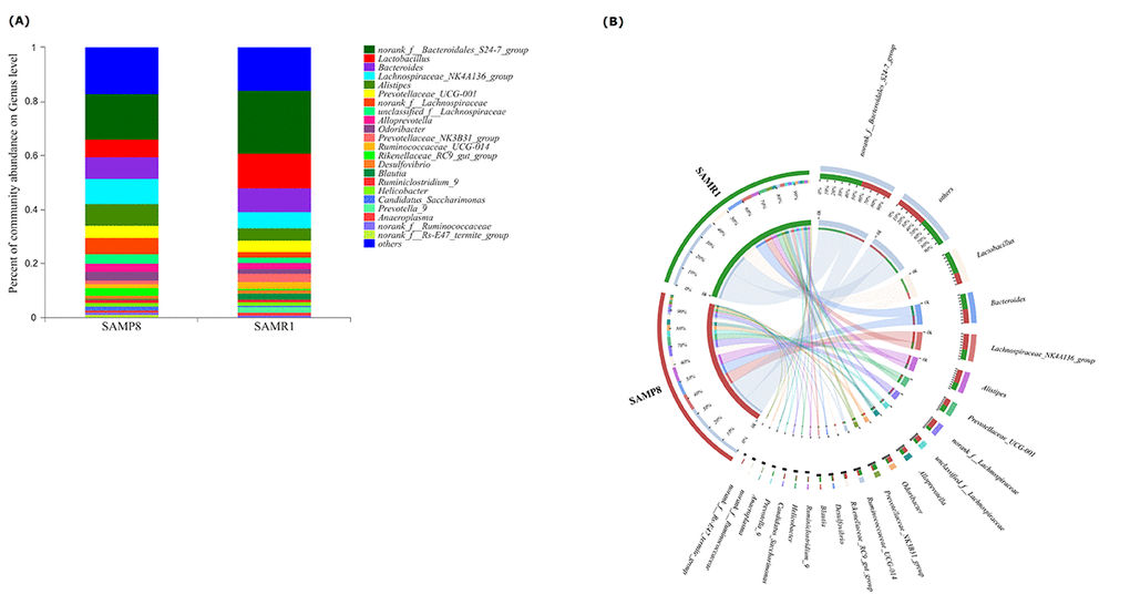 Relative abundance of microbial community for each group at genus level. (A) Bar-plot analysis shows the average relative abundance of fecal microbiota in each group. (B) Circos analysis displays the corresponding abundance relationship between samples and bacterial communities.