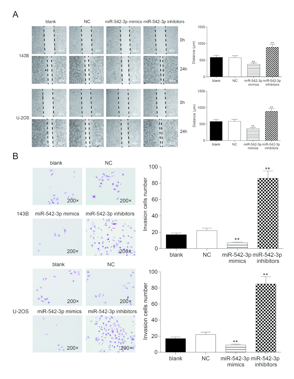 Overexpression of miR-542-3p suppressed cell migration and invasion in osteosarcoma cells. (A) Wound-healing assay was performed to determine the migratory capacity of 143B and U-2OS cells transfected with water (blank) or scramble miRNA (NC) or miR-542-3p mimics or inhibitors, respectively. **PB) Transwell assay was performed to determine the invasive capacity of 143B and U-2OS cells transfected with water (blank) or scramble miRNA (NC) or miR-542-3p mimics or inhibitors, respectively. **P