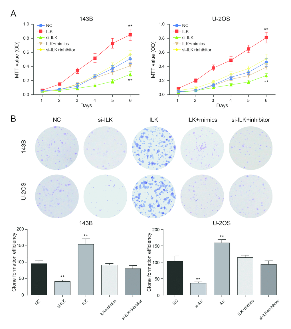 Low expression of ILK inhibited the proliferation of osteosarcoma cells. (A) The MTT assay revealed that overexpression of ILK (ILK group) promoted proliferation of osteosarcoma cells. **PB) Colony-forming growth assay was performed to determine the proliferation of pcDNA3.1-ILK group (ILK group), si-ILK group, pcDNA3.1-ILK+miR-542-3p mimics group (ILK+mimics group) and si-ILK+miR-542-3p inhibitor group (si-ILK+inhibitor group) transfected osteosarcoma cells. Colonies were counted and captured. **P