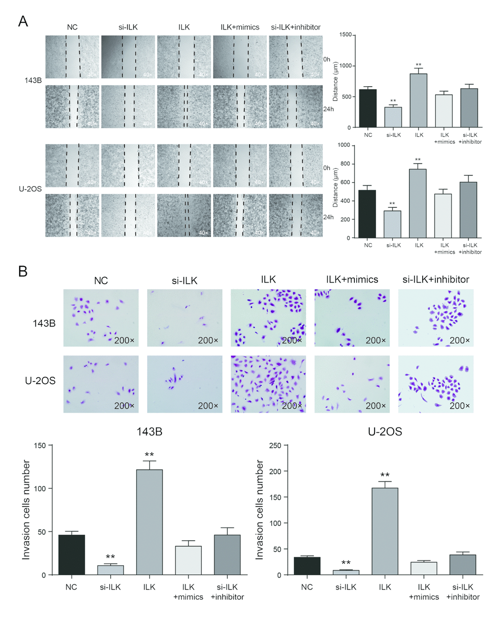 Low expression of ILK inhibited cell migration and invasion in osteosarcoma cells. (A) Wound-healing assay was performed to determine the migratory capacity of 143B and U-2OS cells after transfection, **PB) Transwell assay was performed to determine the invasive capacity of 143B and U-2OS cells after transfection. **P