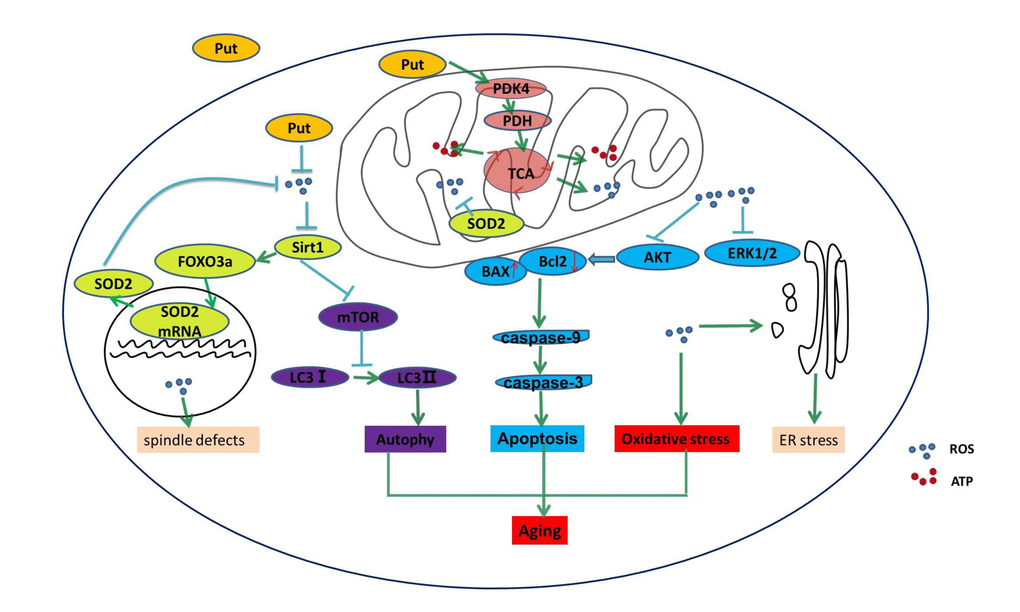 Putrescine delayed the postovulatory aging of MII oocytes by regulating PDK4 and mitochondrial activity. In the present study, we explored three key mechanisms in the oocytes during postovulatory aging, including oxidative stress, apoptosis, and mitochondrial autophagy. Putrescine exerts a protective role during the postovulatory aging process by regulating mitochondrial function in addition to providing an antioxidant effect. Oxidant stress, showing as the increased ROS, is main mechanism of the aging of postovulatory oocytes. The level of PDK4, which is a key factor of TCA in the mitochondria of the aging oocytes, was significantly upregulated by putrescine. The effects of putrescine were partially blocked by the downregulation of PDK4. In conclusion, putrescine delays the aging of oocytes by regulating PDK4 expression, antioxidation and mitochondrial activity.